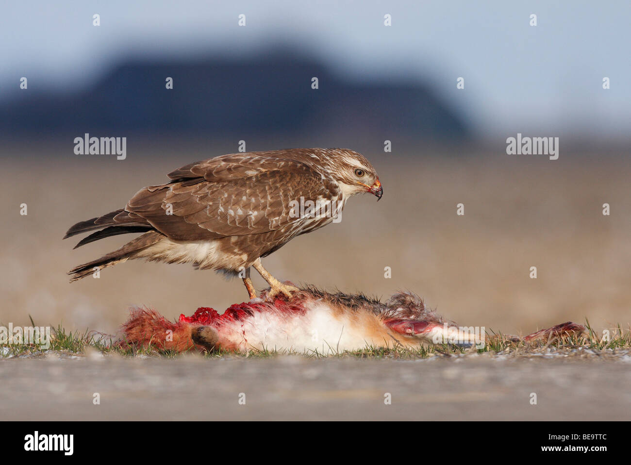 Buizerd Foeragerend Op Een Aangereden Haas met Een Boerderij Op de achtergrond Stockfoto