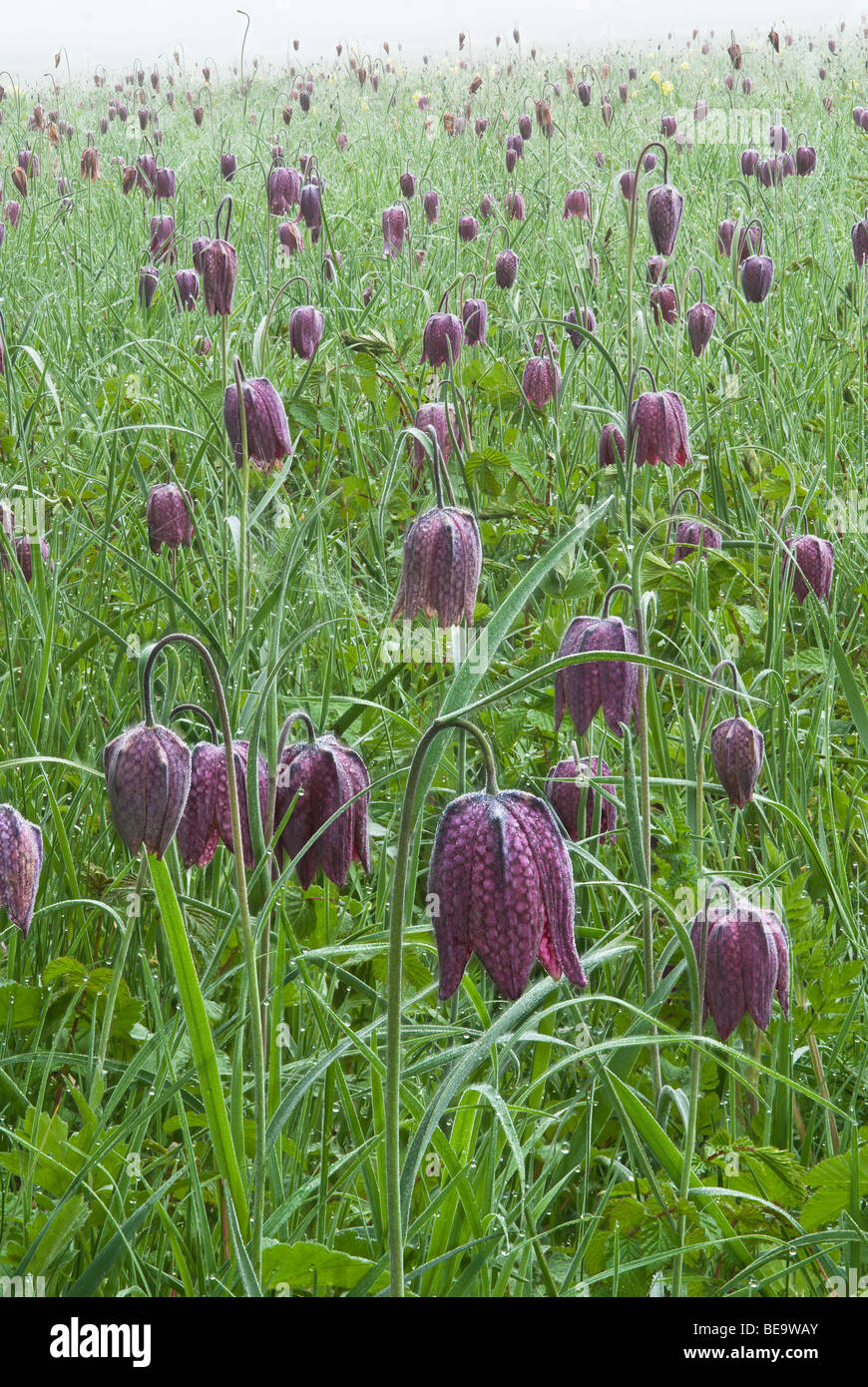 Wilden Schlangen-Kopf Fritillaria auf einer Wiese Stockfoto