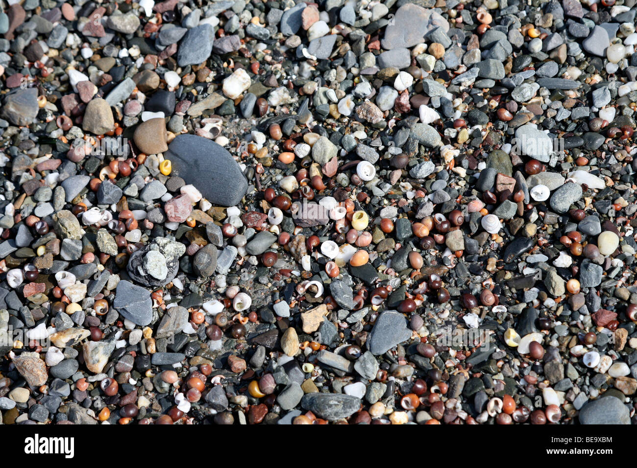 Kieselsteine und leere gelbe und braune Muscheln am Ufer des Meeres Stockfoto