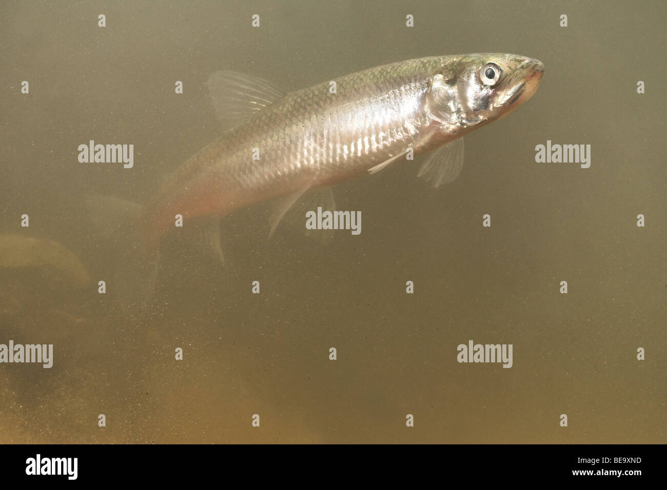 Foto eines Erwachsenen Europäers roch im schlammigen Wasser schwimmen Stockfoto