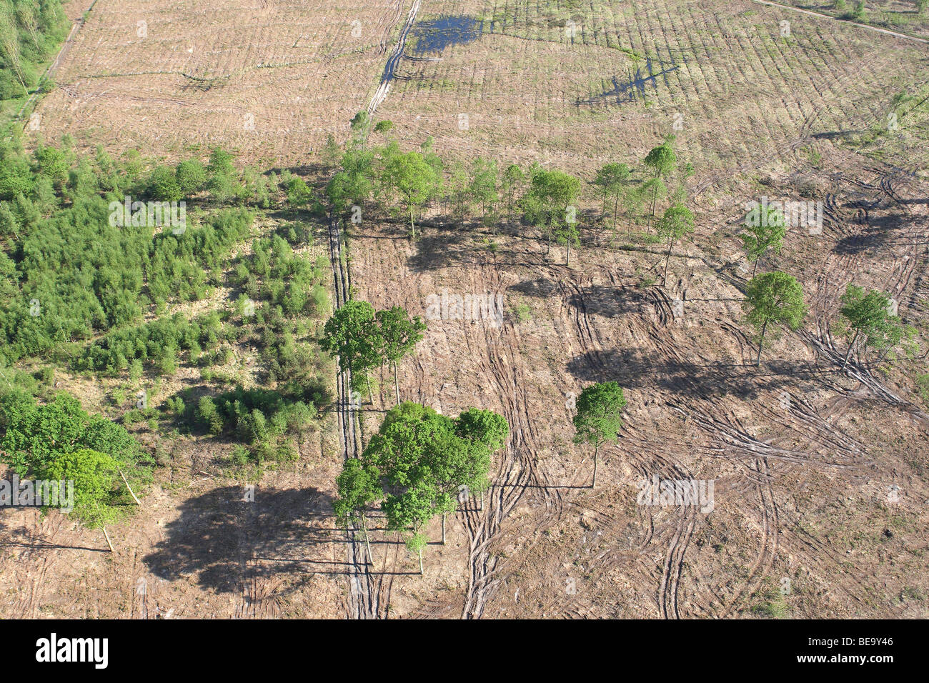 Abholzung des Pinienwaldes, Wald-Transformation und Entwicklung von Heidekraut, Belgien Stockfoto