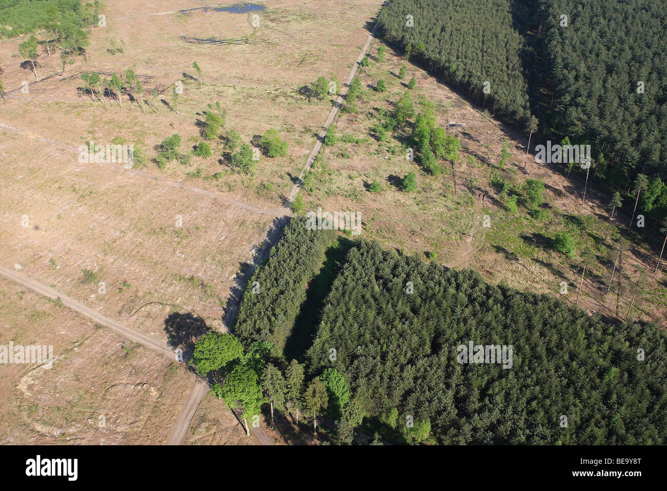 Abholzung des Pinienwaldes, Wald-Transformation und Entwicklung von Heidekraut, Belgien Stockfoto