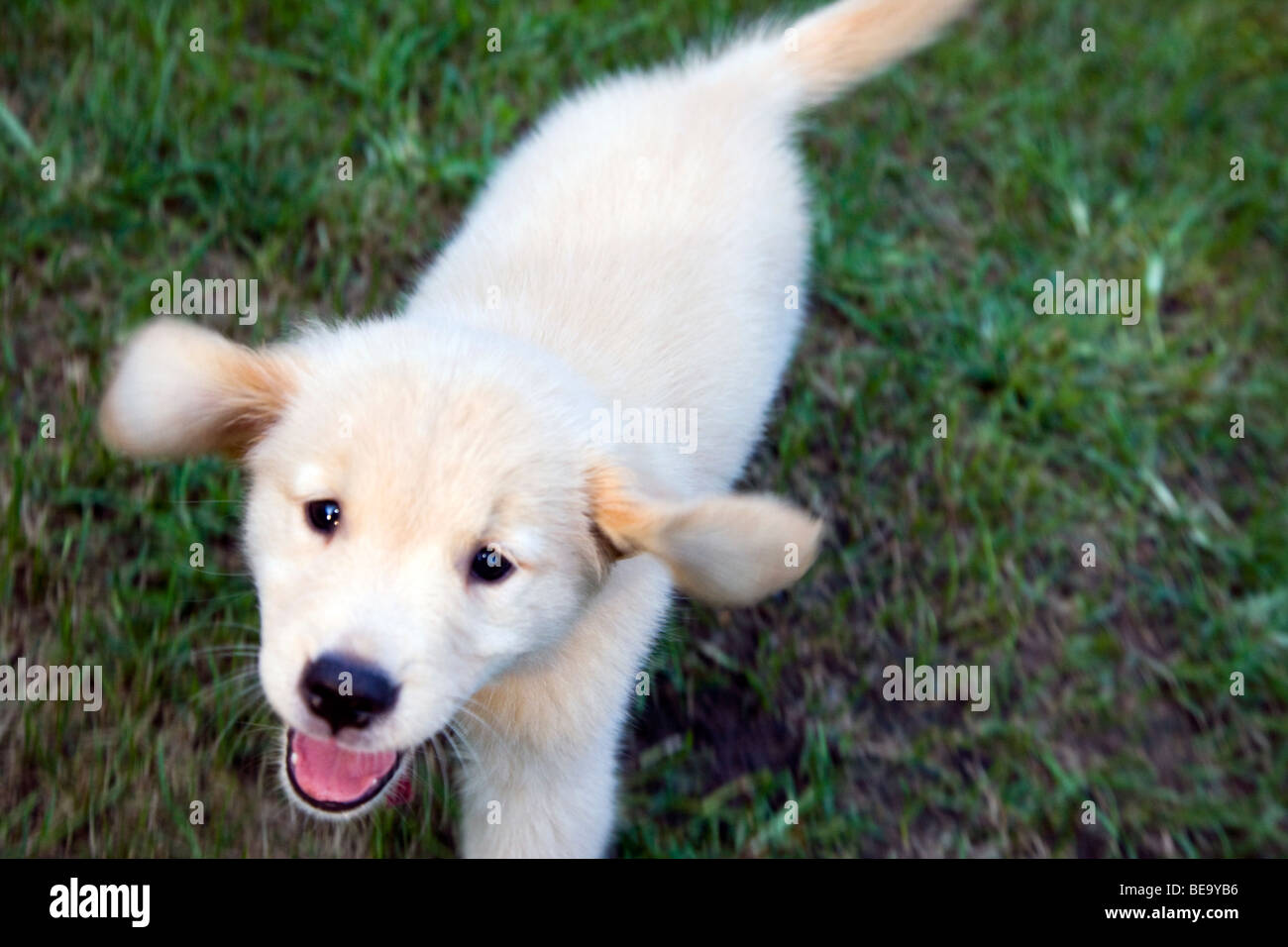 Acht Wochen alte Golden Retriever-Welpe auf dem Rasen laufen. Stockfoto