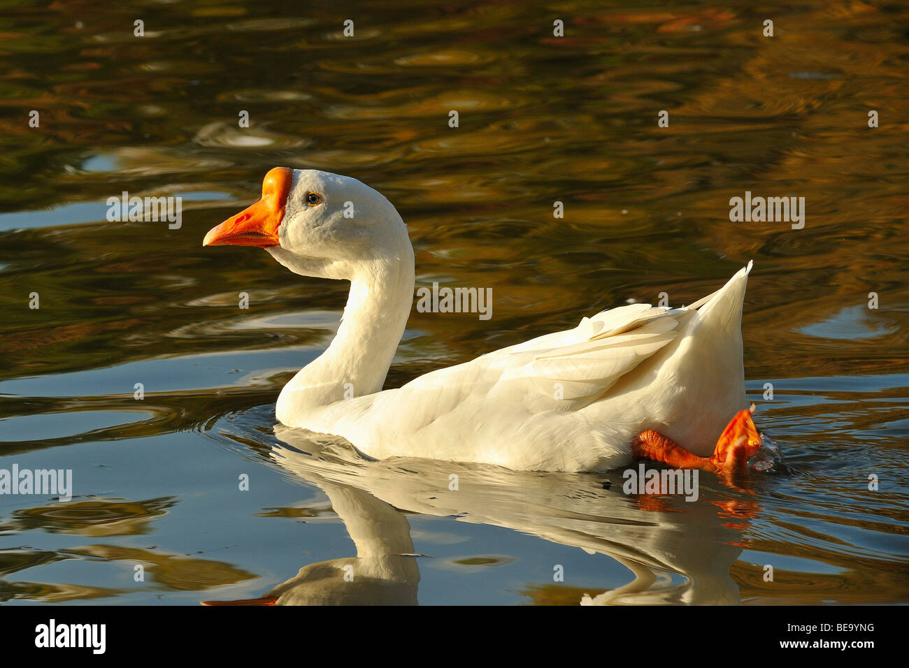 Weiße Gans Vogel in White Rock Lake, Dallas, Texas Stockfoto
