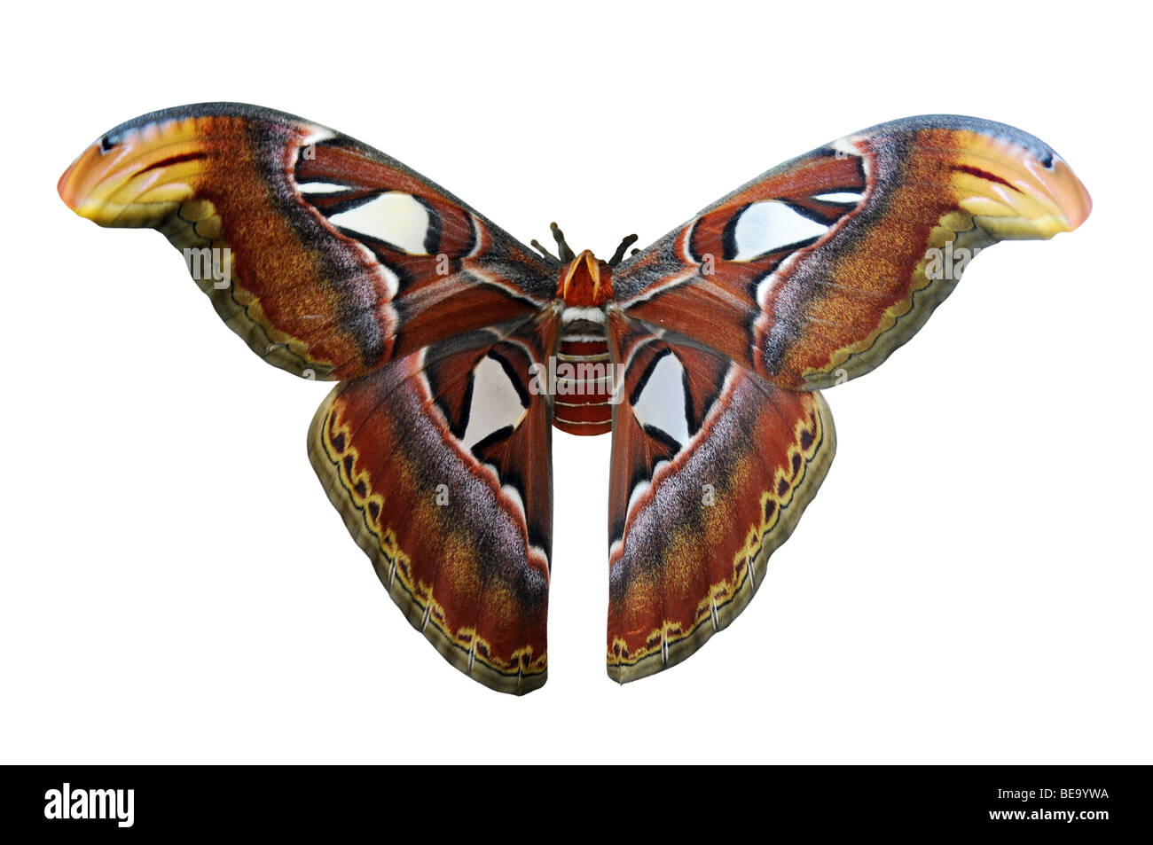 Riesen Atlas Moth, eines der größten in der Welt isoliert auf weißem Hintergrund Stockfoto