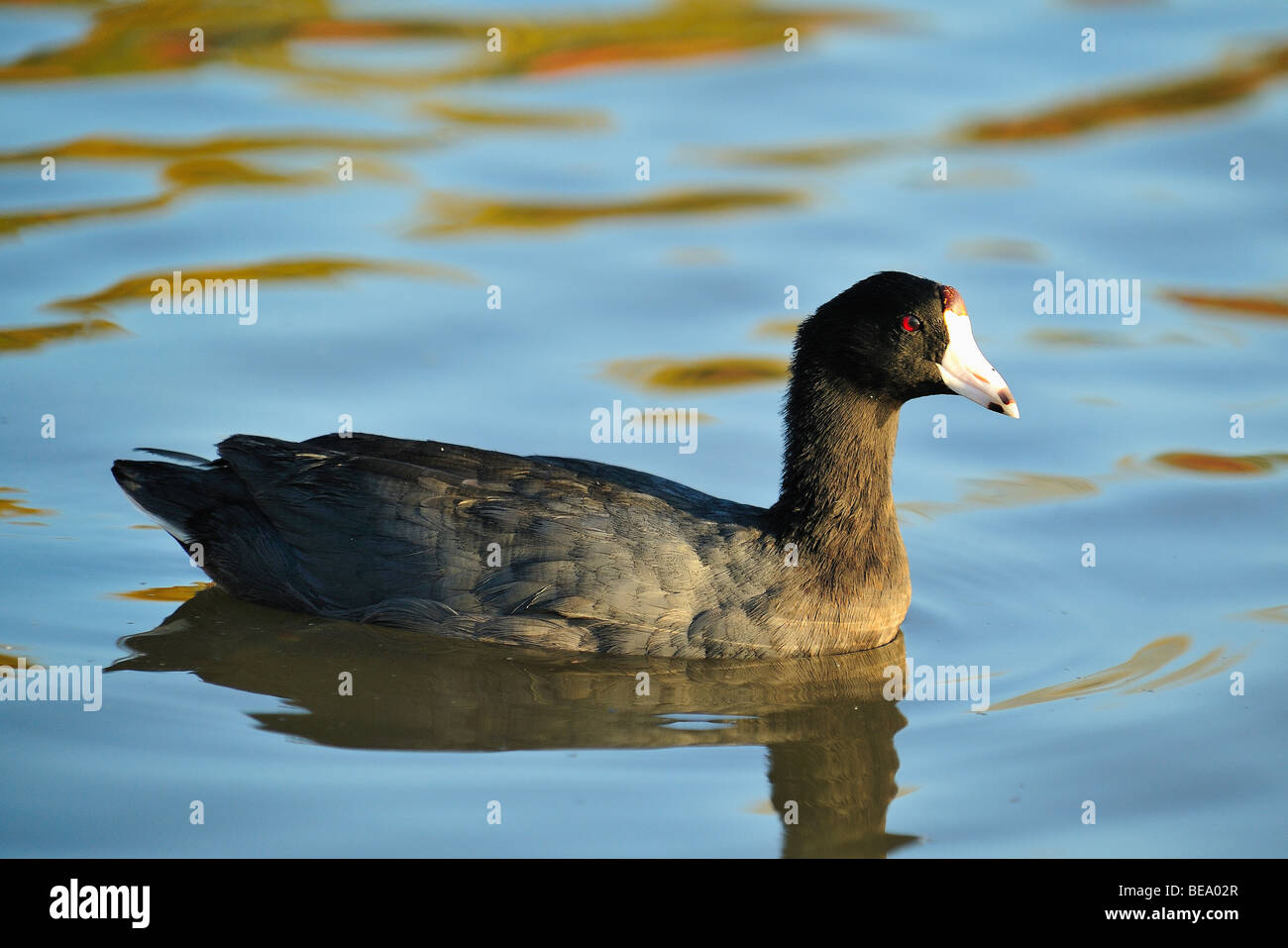 Amerikanisches Blässhuhn Bird in White Rock Lake, Dallas, Texas Stockfoto