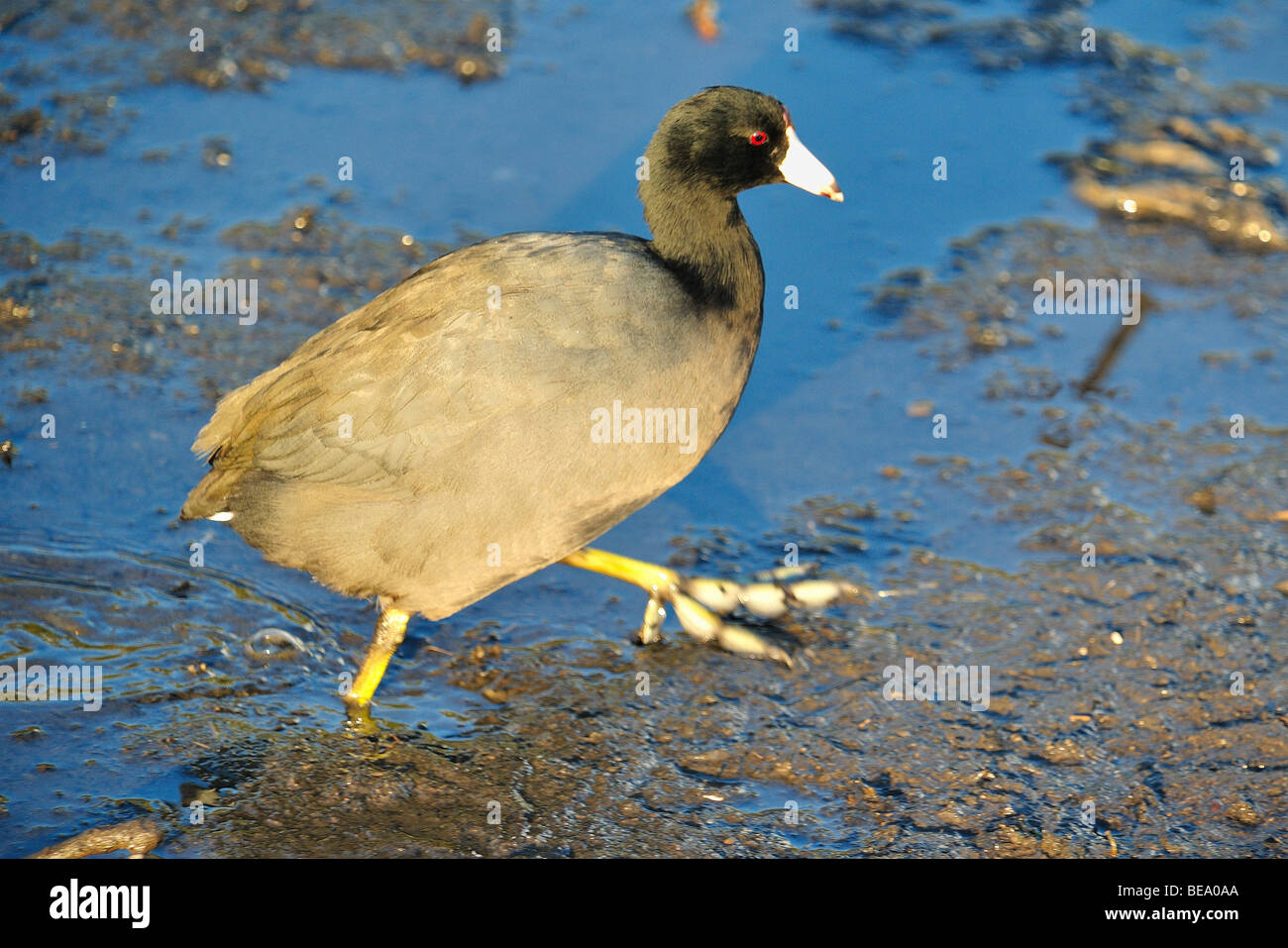 Amerikanisches Blässhuhn Bird in White Rock Lake, Dallas, Texas Stockfoto