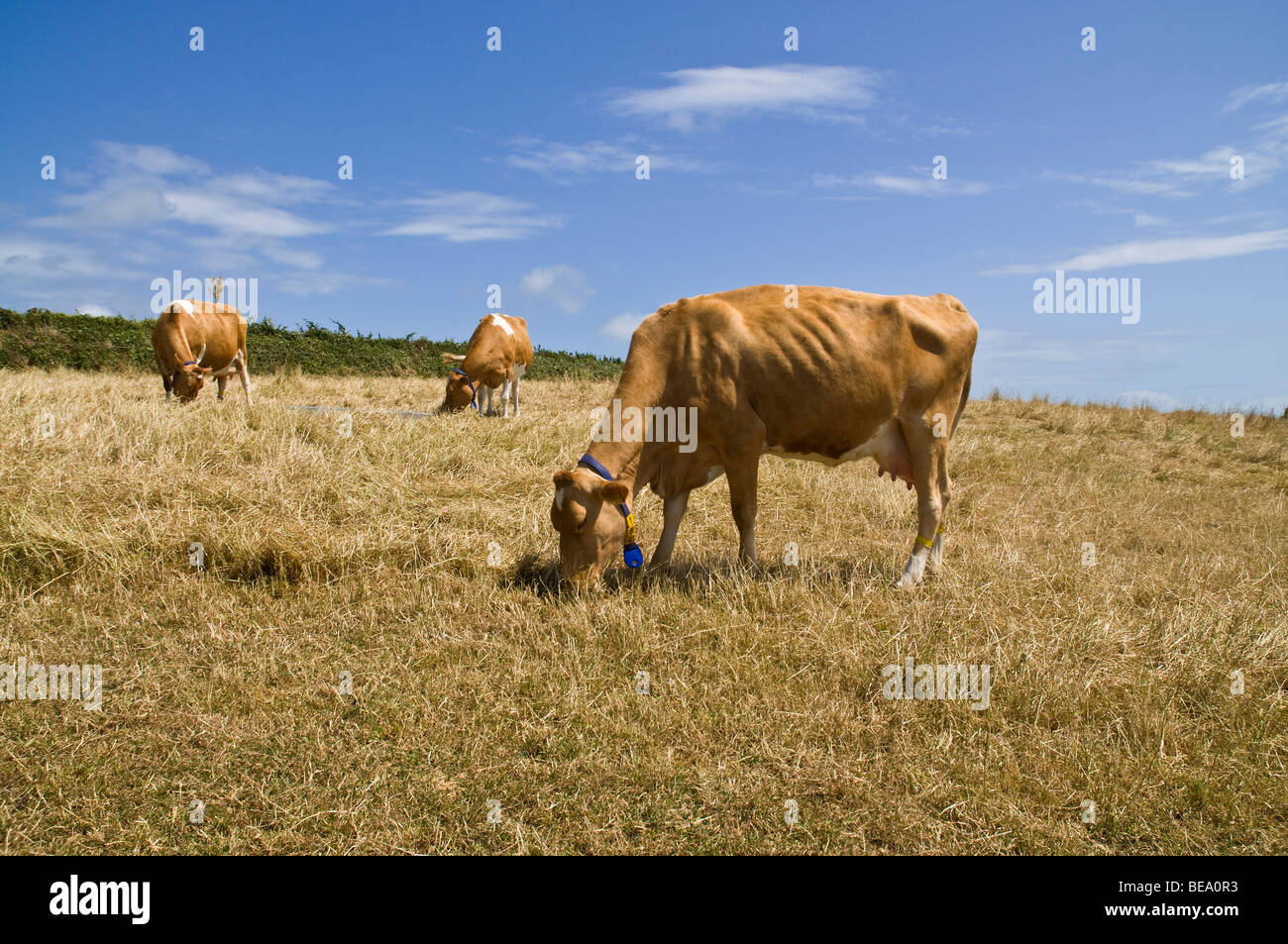 dh Guernsey Kuh Kühe Tier GUERNSEY Guernsey Weiden auf bartstoppeligen Gebiet Stockfoto