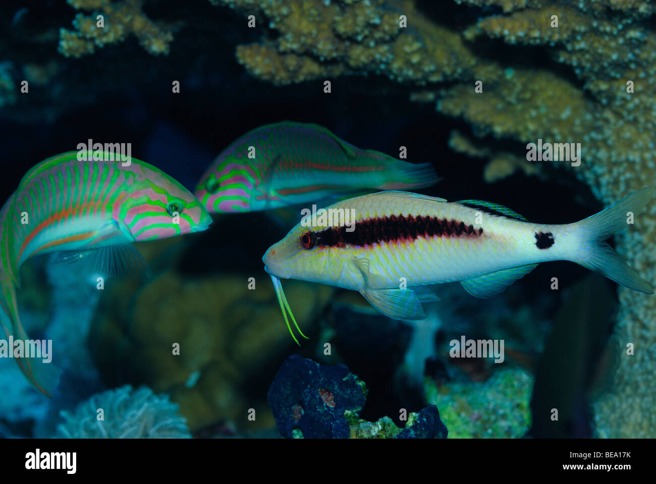 Strich-Punkt Goatfish über ein Riff im Roten Meer. Stockfoto