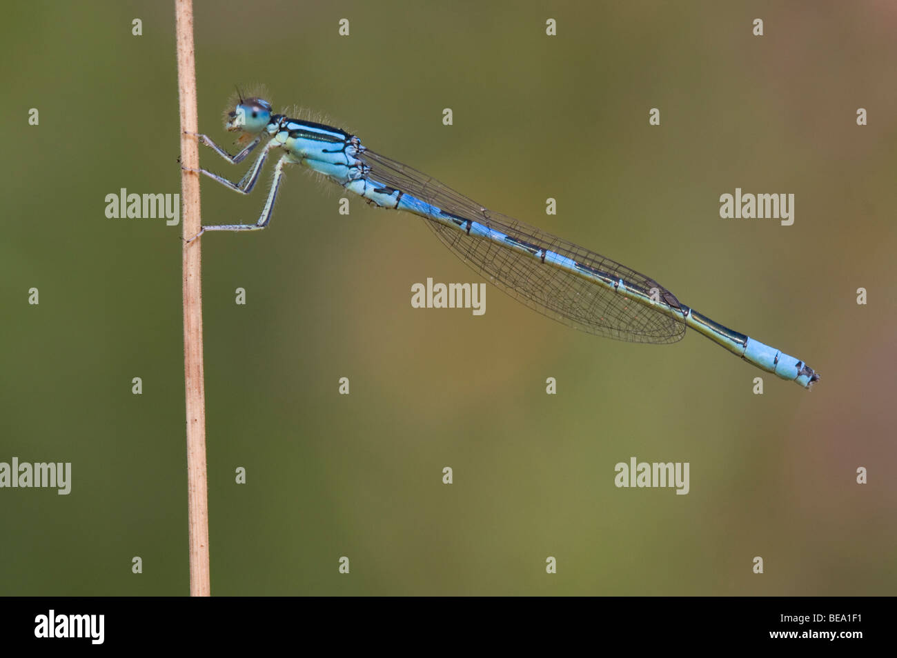 Mannetje van de Gaffelwaterjuffer; Männlichen zierlich Damselfly Stockfoto