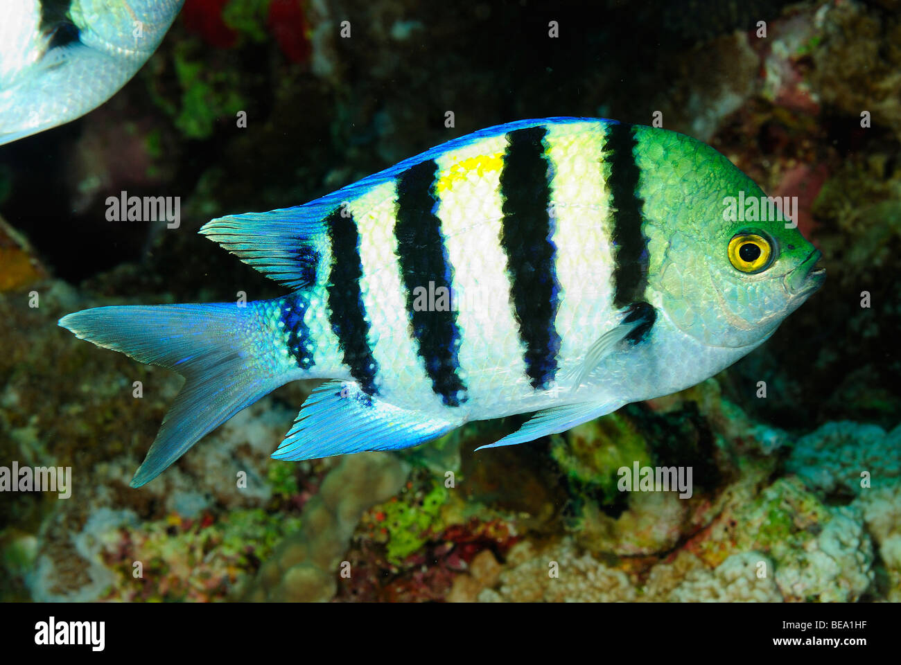 Indopazifik Sergeant Fische im Roten Meer, Ägypten Stockfoto