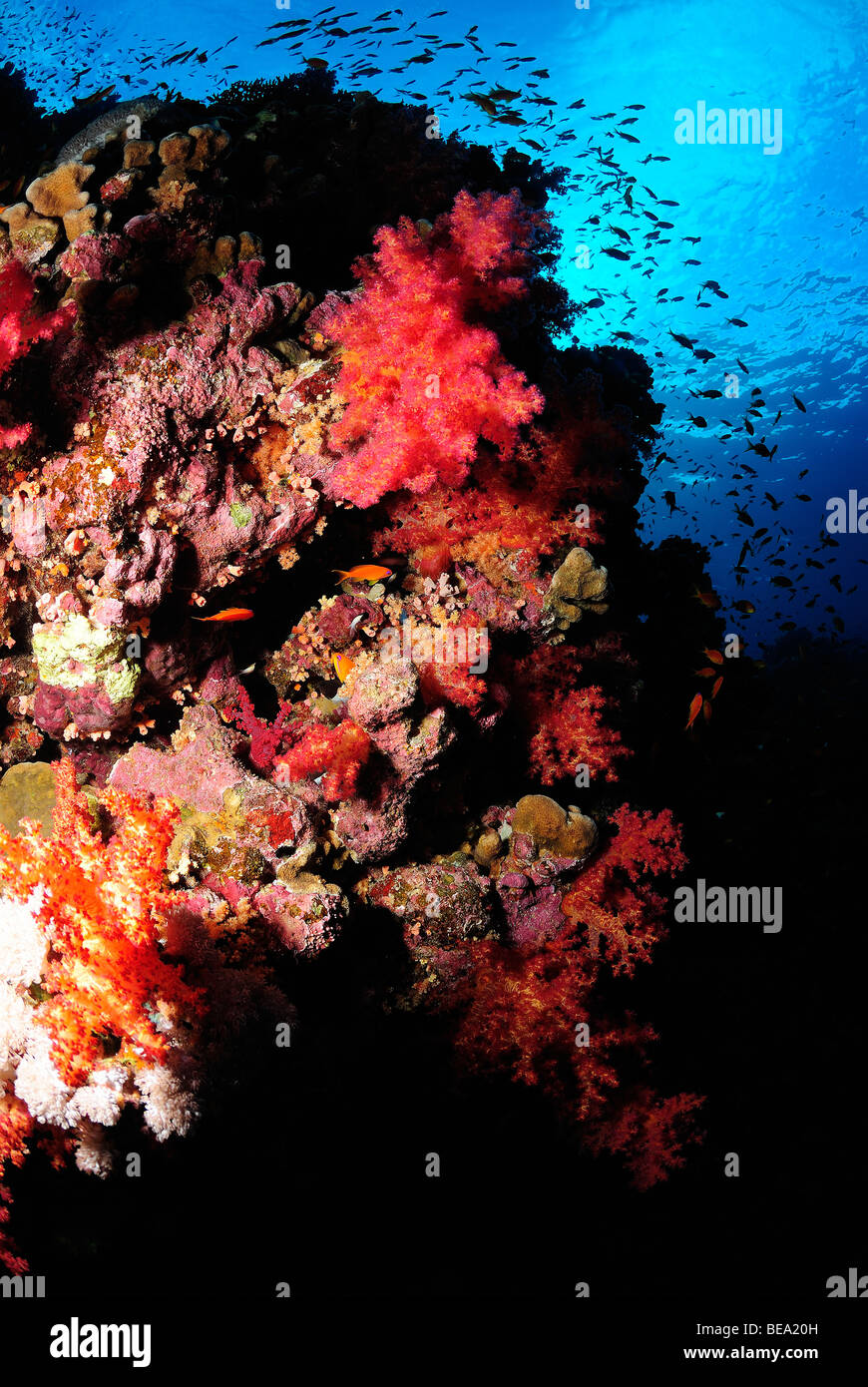 Korallenriff im Saint John's Reef, South Rotes Meer, Ägypten Stockfoto