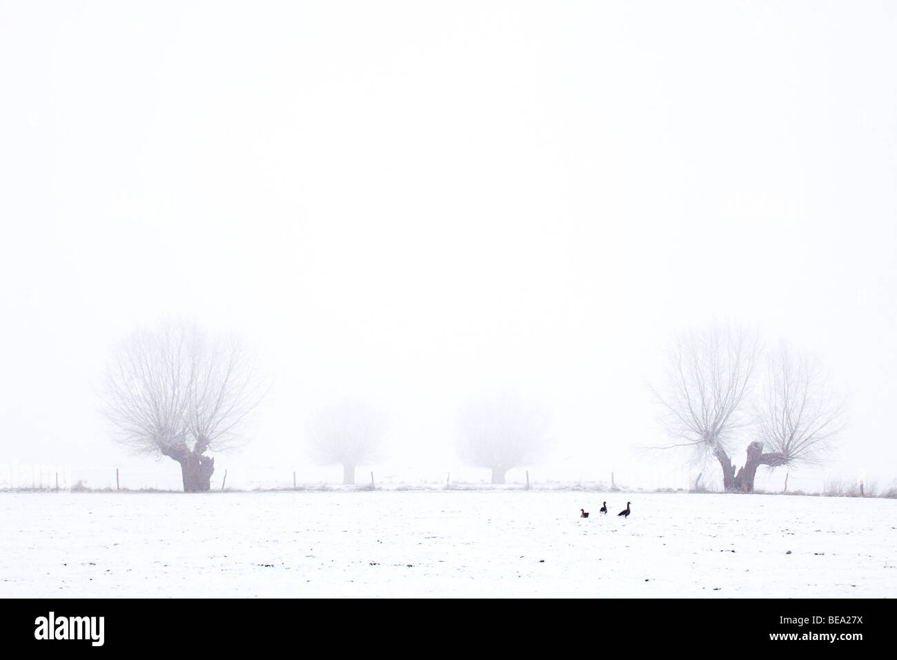 Kolganzen Langs de IJssel deckender Witte Lege Berijpte En Besneeuwde Uiterwaarden Knotwilgen. Gänse im weißen leeren verschneiten Welt. Stockfoto