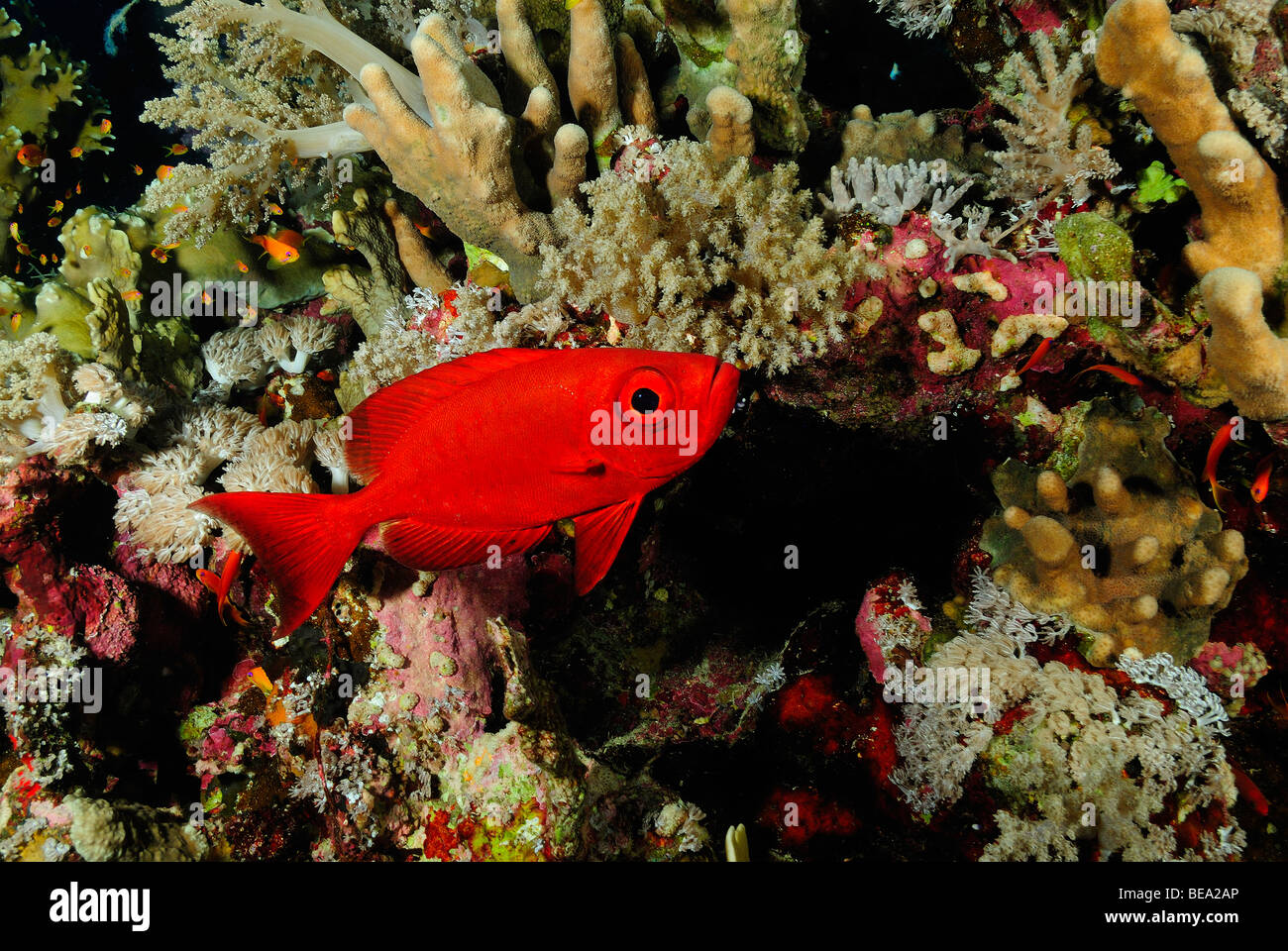 Halbmond-Tail Großaugenthun Fisch, Rotes Meer Stockfoto