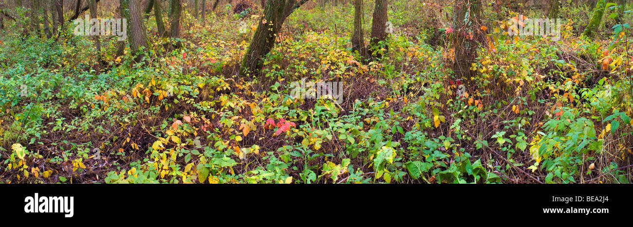 Natuurreservaat En Vloedbos Klein Profijt Tijdens de Herfst; Die Gezeiten Wald Klein Profijt im Herbst Stockfoto