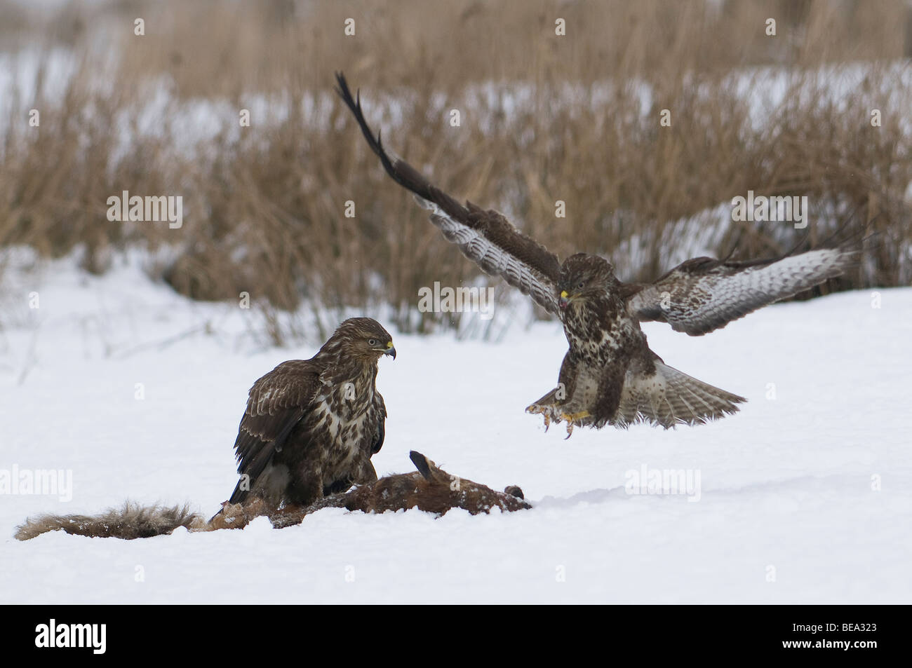 Twee Buizerden in Strijd Om Een Prooi; zwei Bussarden kämpfen für eine Beute Stockfoto