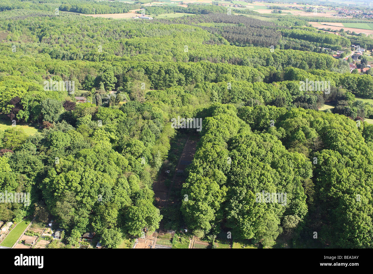 BOS Vanuit de Lucht, Belgien Mischwald aus der Luft, Belgien Stockfoto