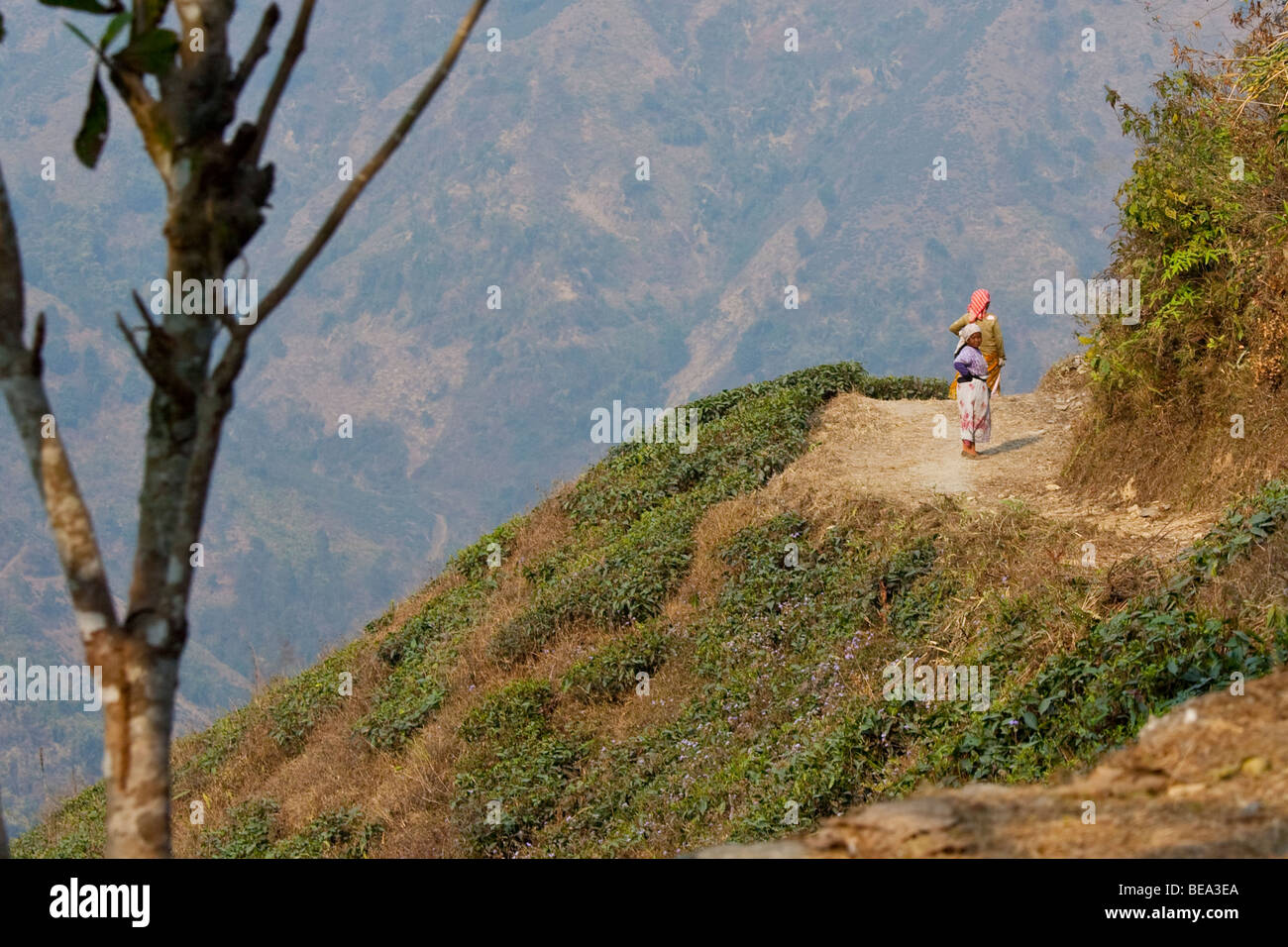 Teepflanzen auf einem Hügel in Darjeeling, Indien Stockfoto