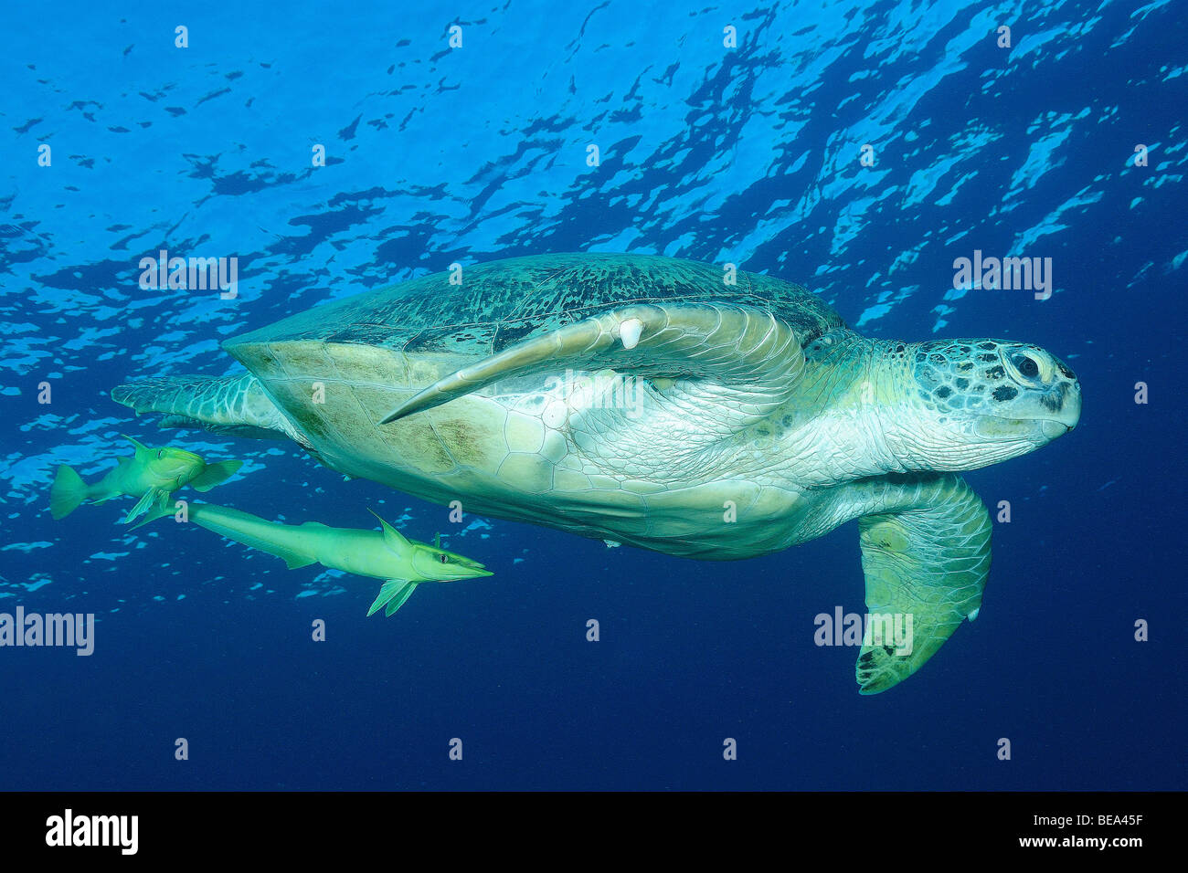 Grüne Schildkröte mit live Sharksucker Fischen im Roten Meer, Ägypten Stockfoto