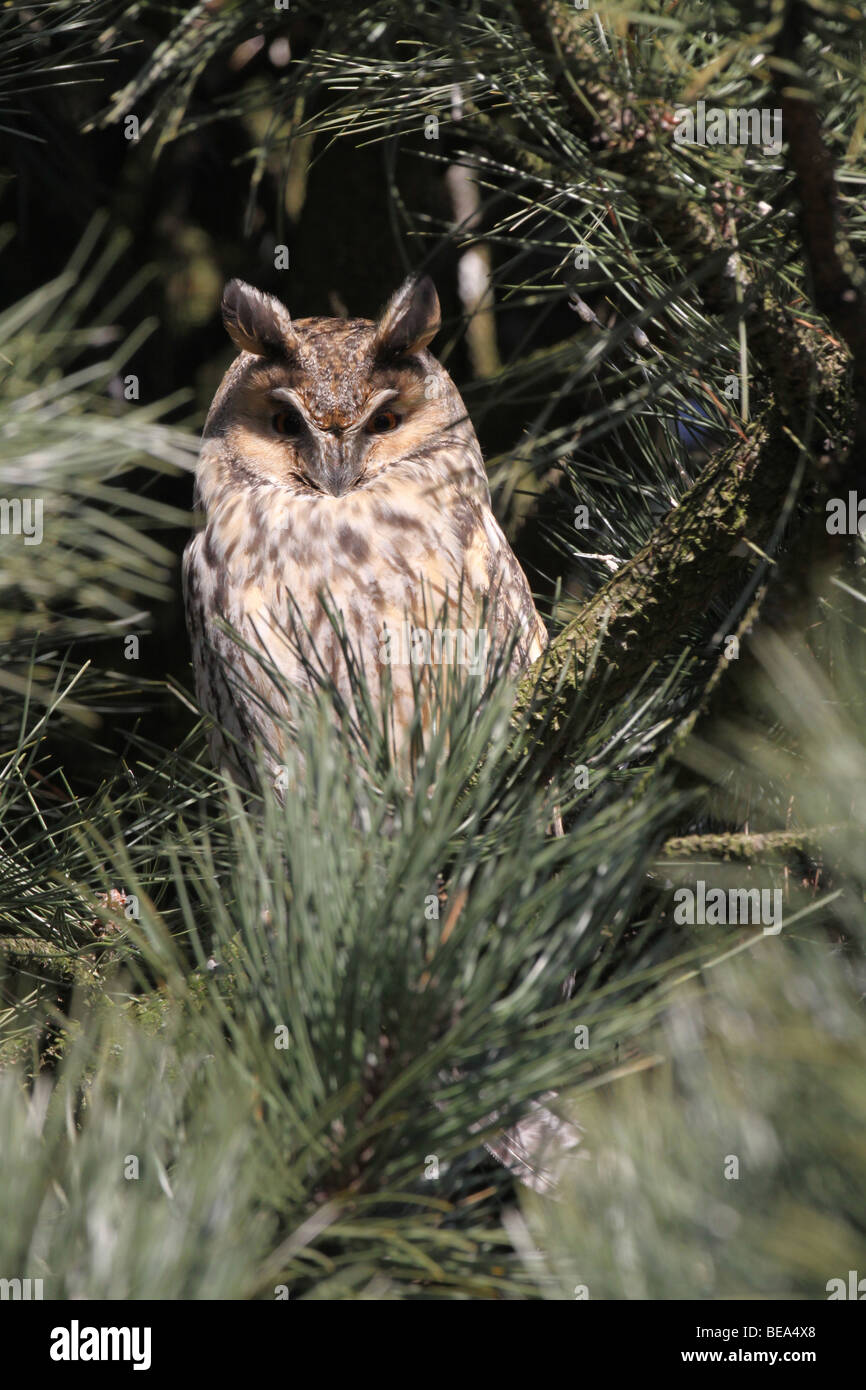 Ransuil; ASIO Otus; Waldohreule Stockfoto