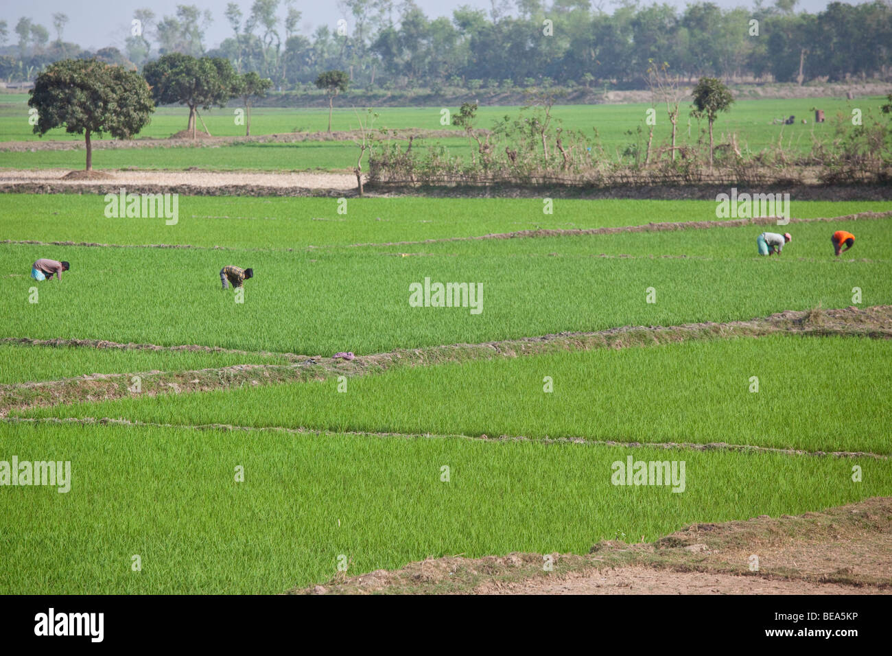 Menschen, die in einem Reisfeld in der Nähe von Malda in Bengalen Staat Indien Stockfoto