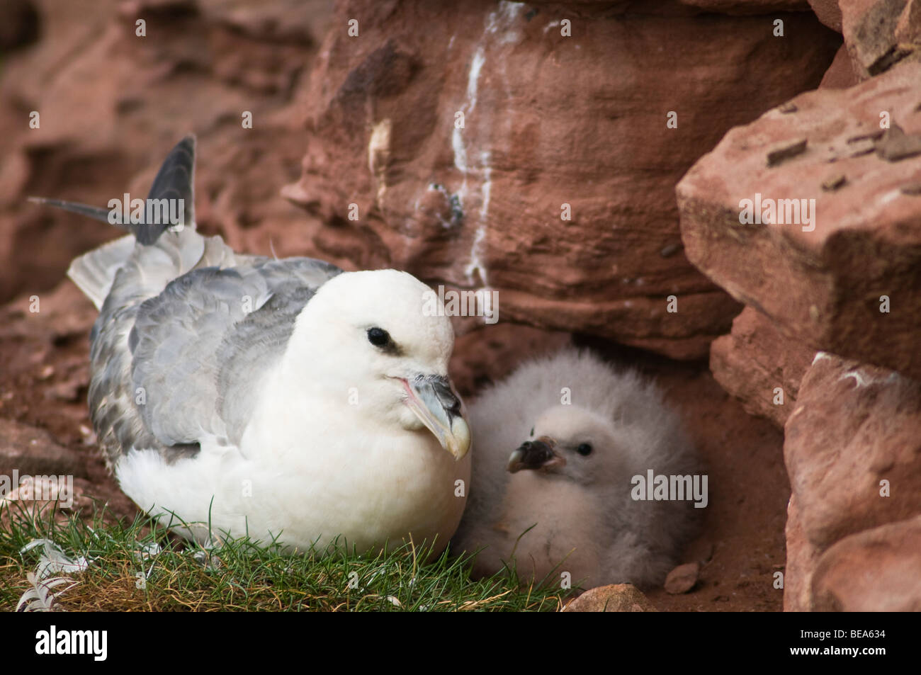 Dh Eissturmvogel Vögel Fulmarus glacialis Großbritannien cliff Nest mit Baby chick Hoy Orkney nesting Eissturmvögel Stockfoto