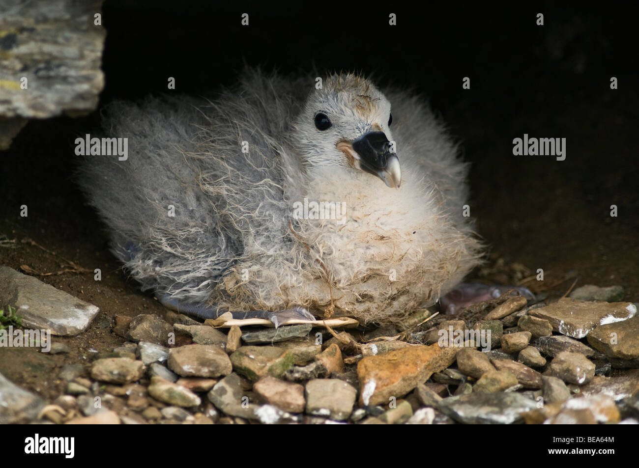 dh Fulmar VOGEL UK Fulmar Fulmarus glacialis Baby Küken Nest Nord Ronaldsay Orkney fulmars Vögel Stockfoto