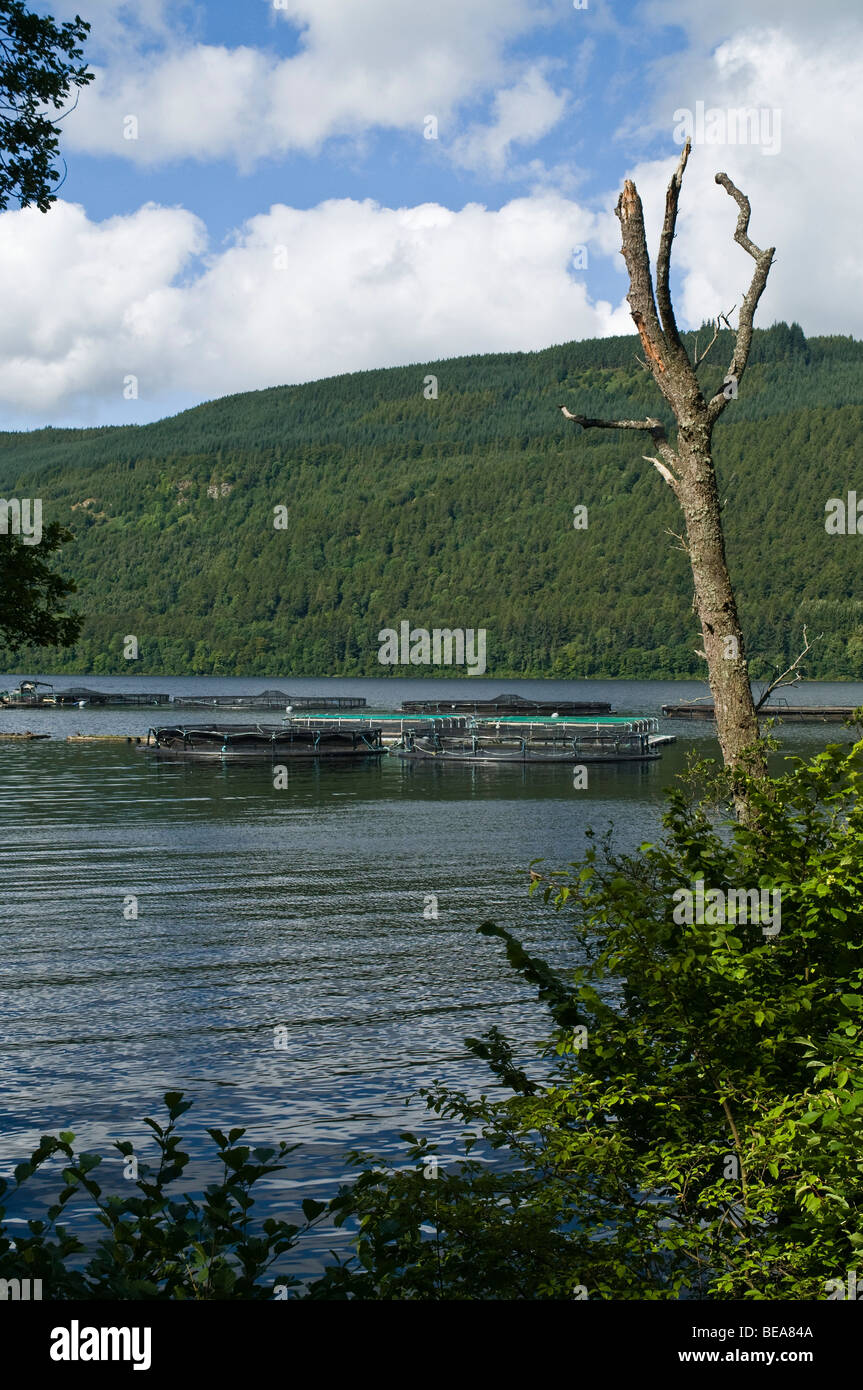 dh Loch Tay LOCH TAY PERTHSHIRE Loch Tay Fischfarm Käfige Fischfarmnetz Stockfoto