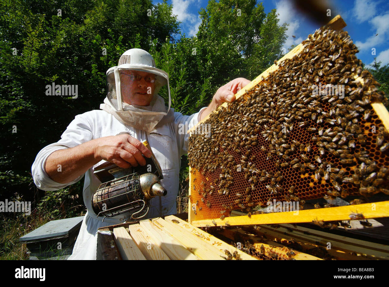 Bienenzucht: Rauchen Stockfoto