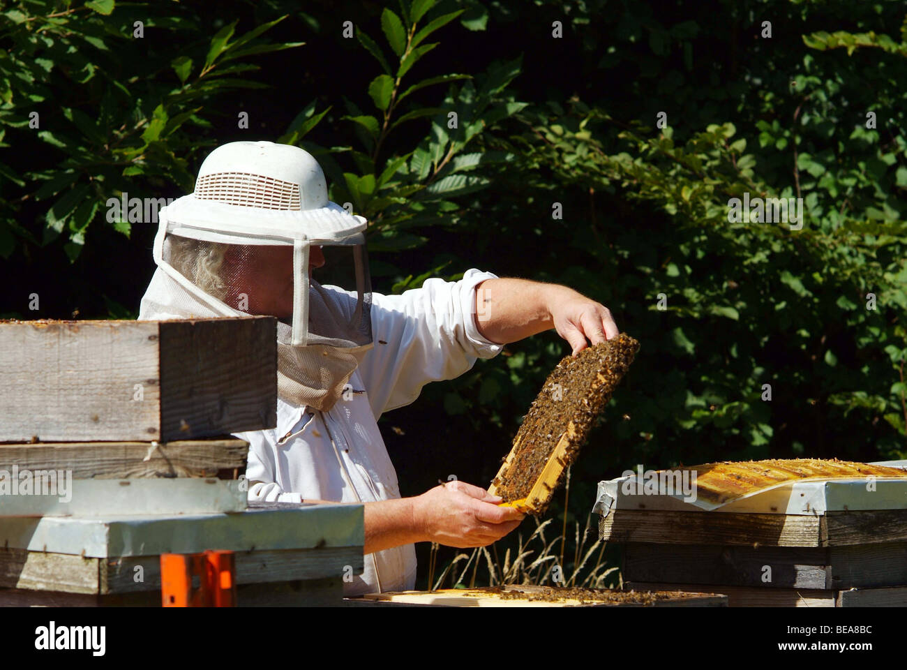 Bienenzucht: Imker und Bienen Stockfoto