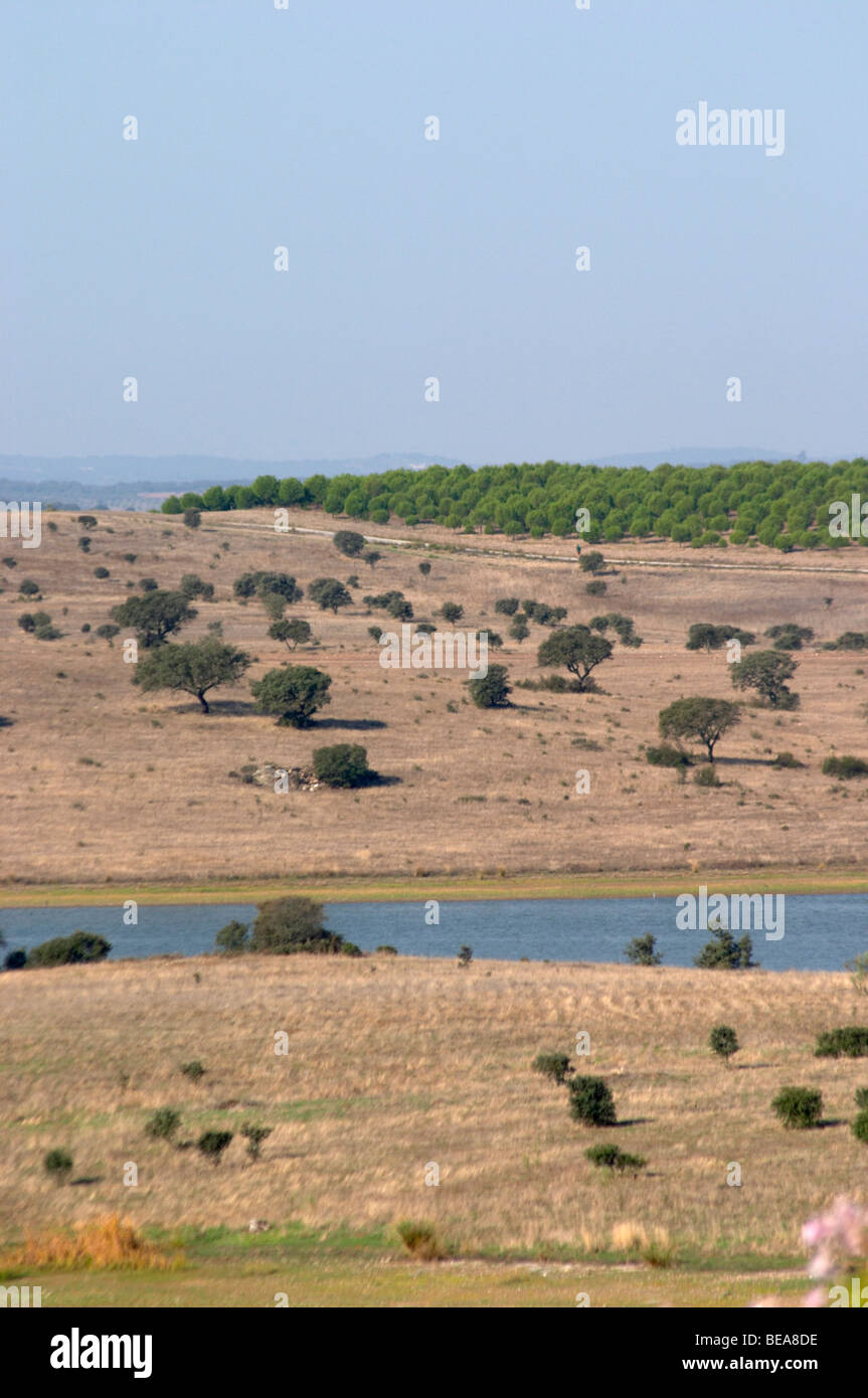 trockene Felder mit Eichen Herdade Esporao Alentejo portugal Stockfoto