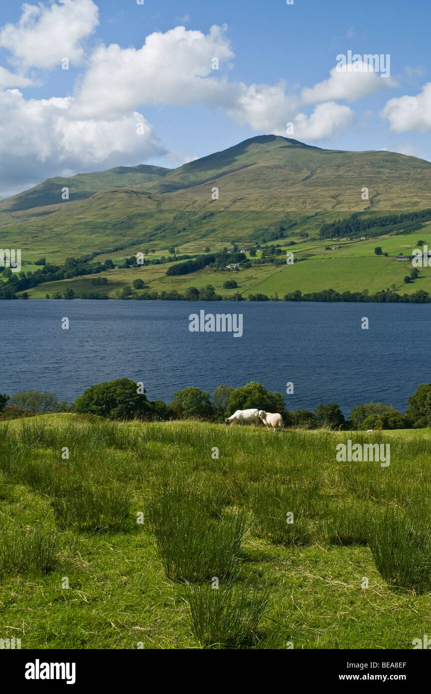 Dh LOCH TAY PERTHSHIRE Ben Lawers Bergkette und lochside Schafe weiden in Schottland munros uk Stockfoto