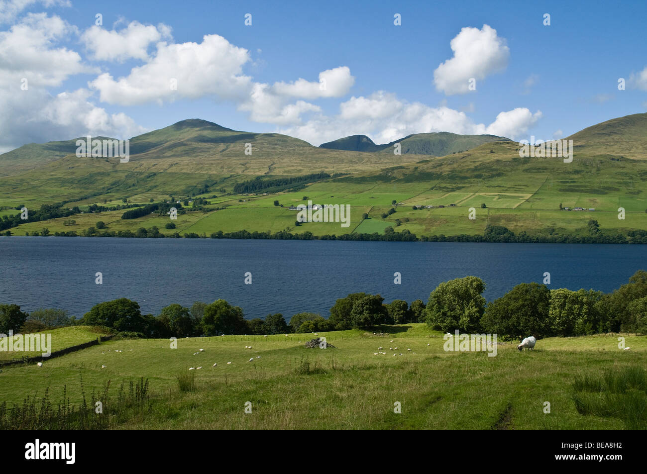 dh LOCH TAY PERTHSHIRE Schottland Ben Lawers Bergkette und lochside Schafe Berge Hochland Landschaft Stockfoto