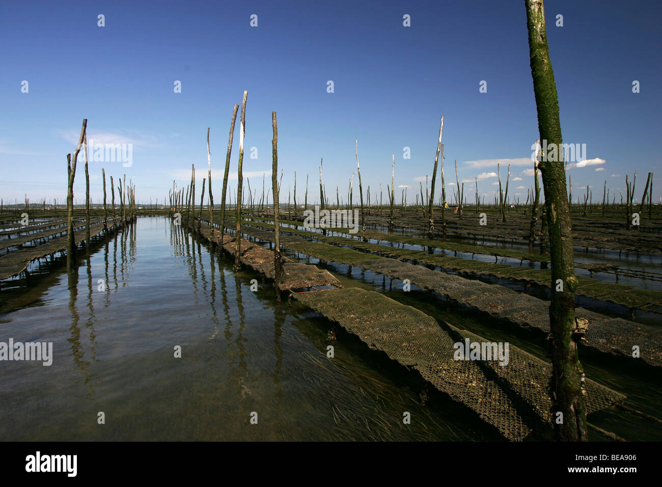 Austernzucht in der Bucht von Arcachon Stockfoto