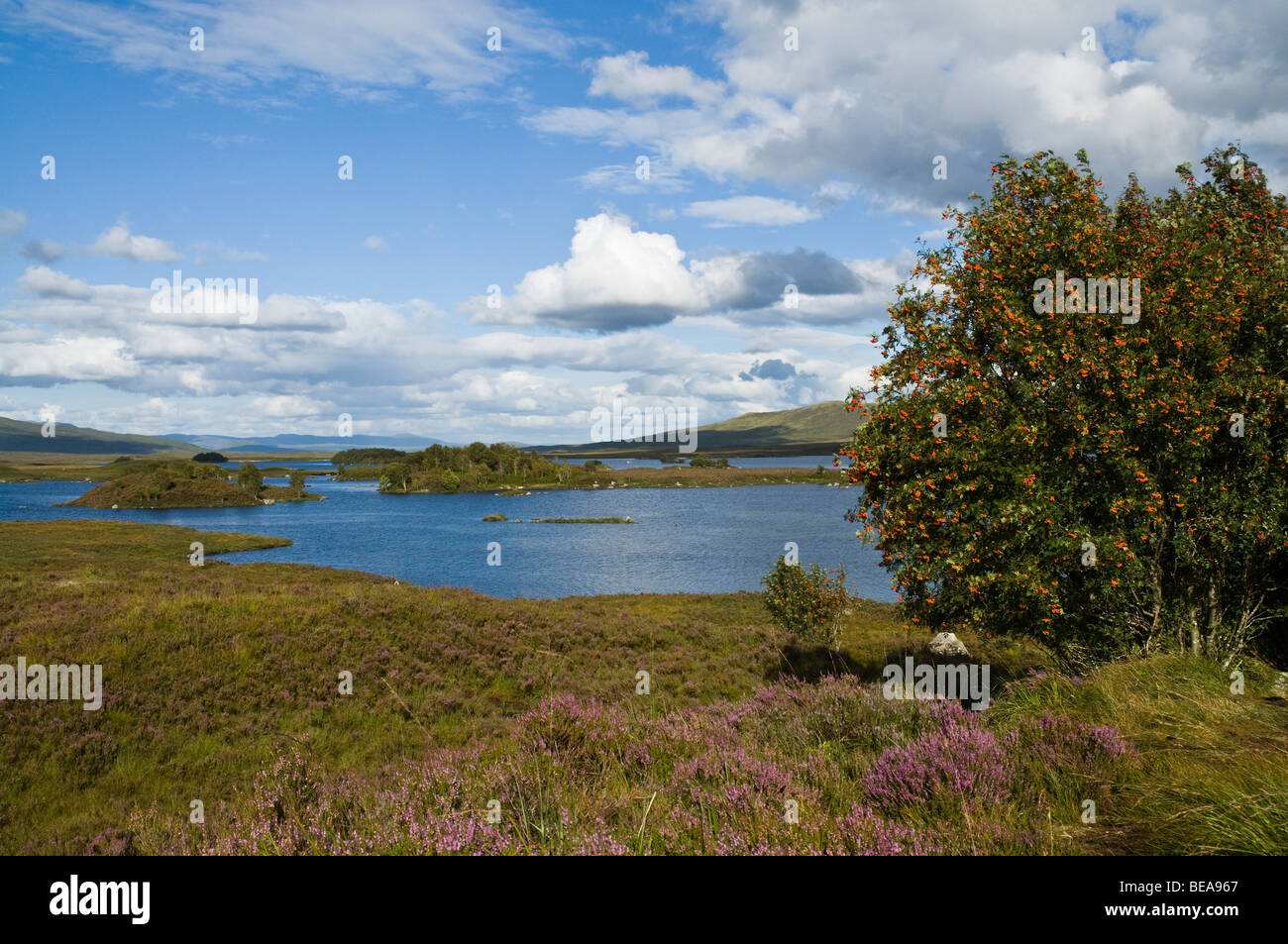 dh RANNOCH MOOR ARGYLL Highland Loch Ba Moorland Rowan Tree Heide Landschaft schottisches Hochland schottland blauer Himmel Stockfoto