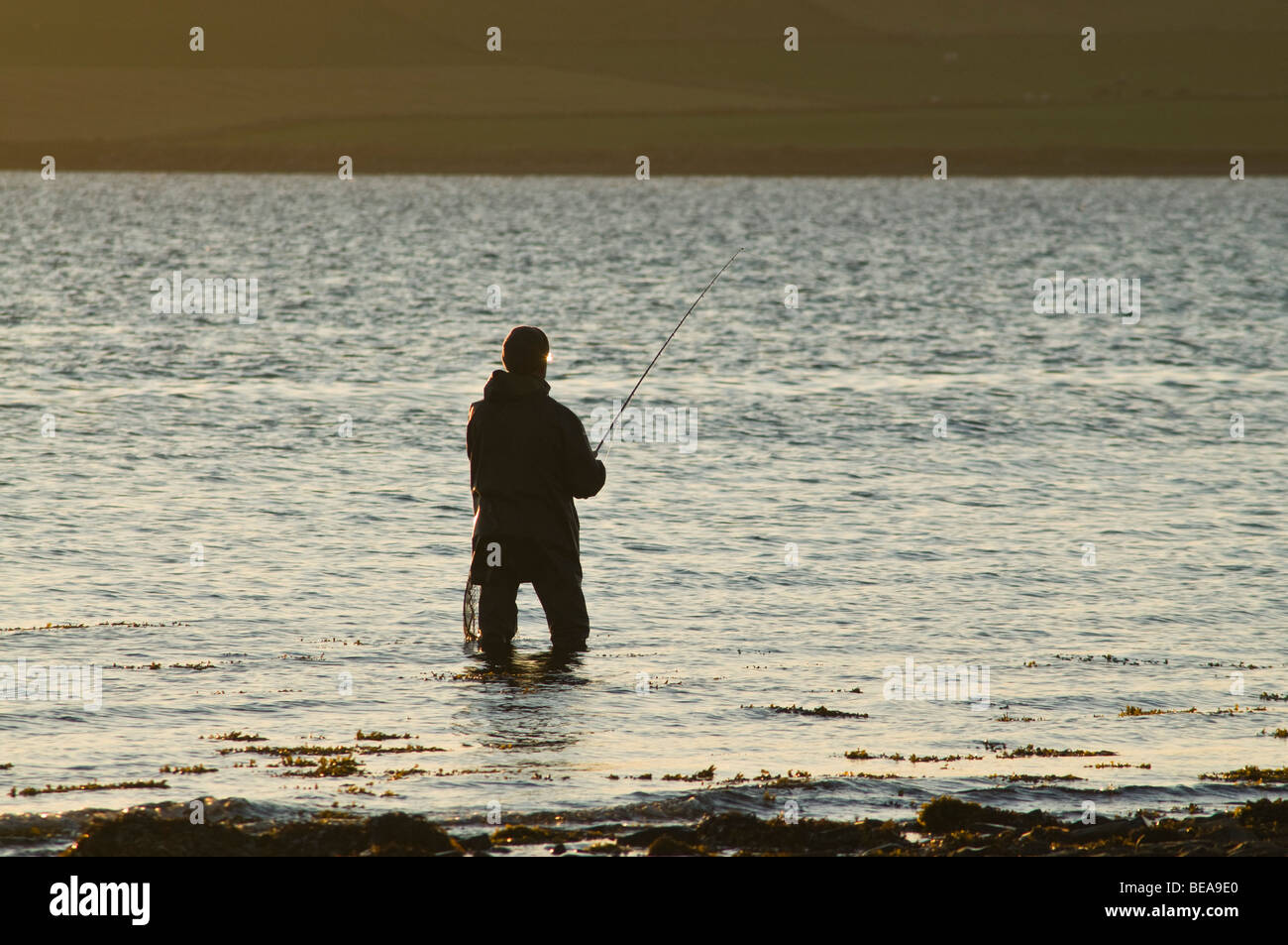 Dh Rute angeln SCAPA FLOW ORKNEY Waten fisherman Angler off shore Abenddämmerung Stockfoto