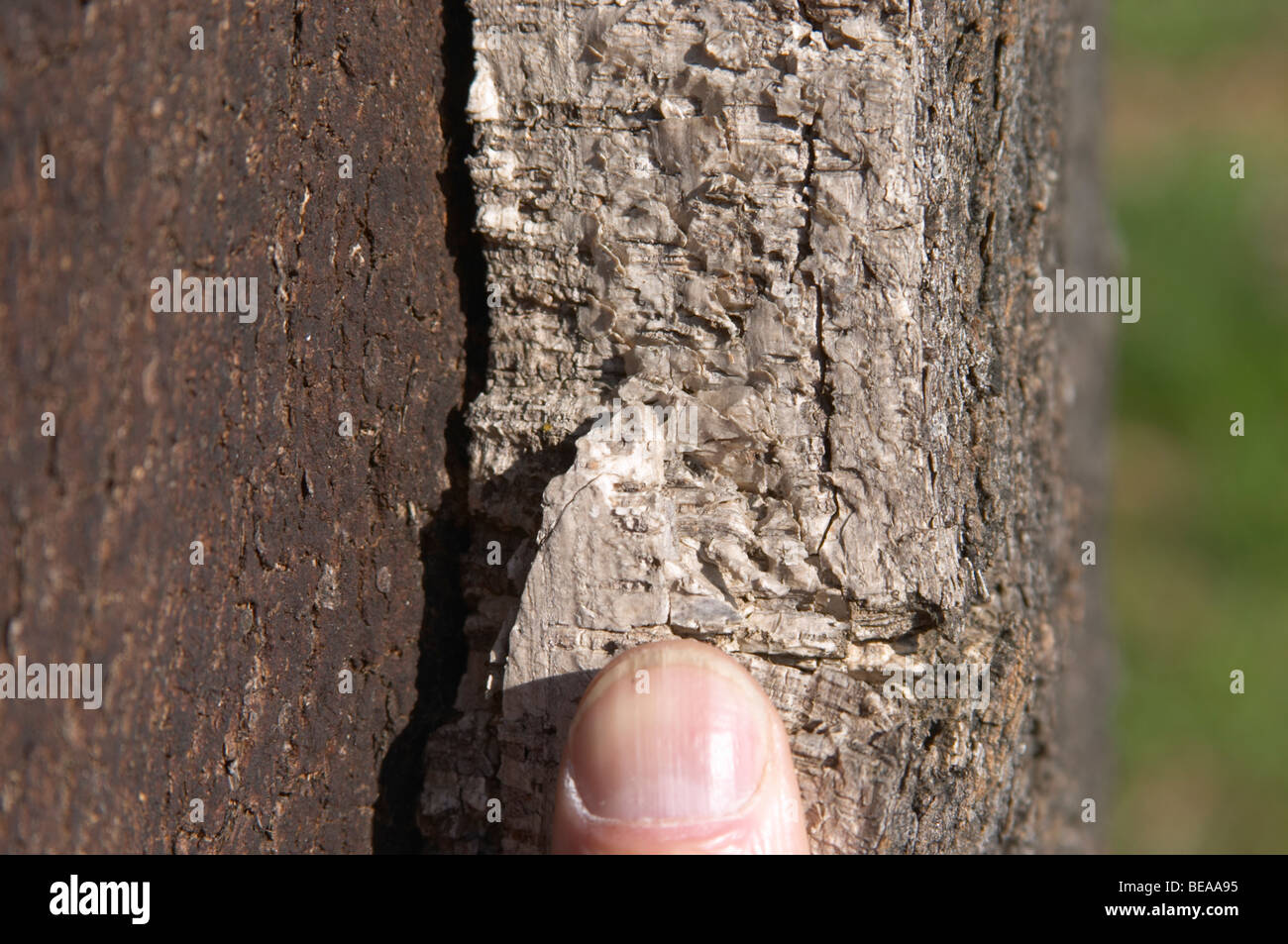 Kork-Eiche Rinde Herdade de Sao Miguel Alentejo portugal Stockfoto