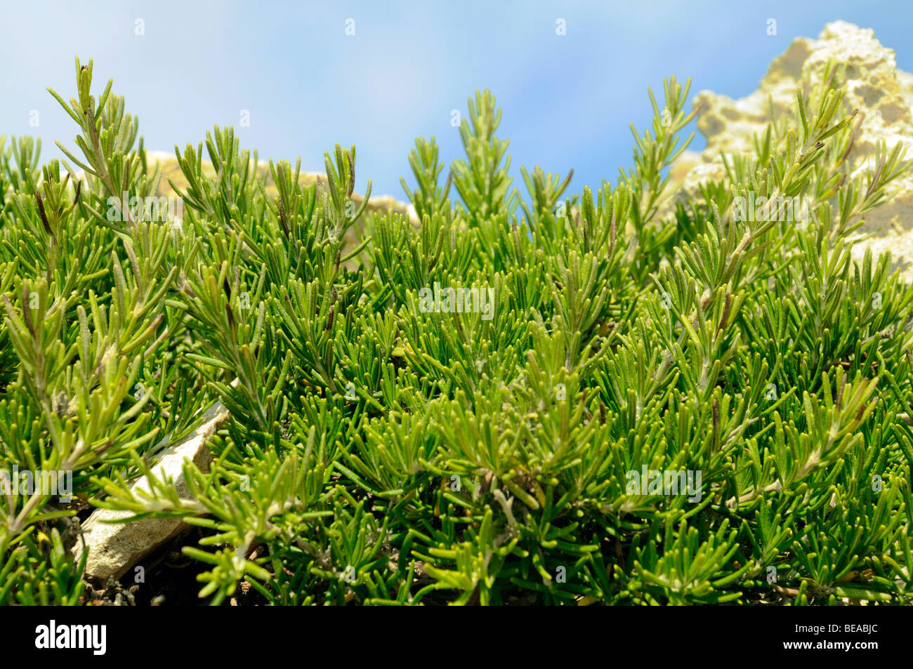 WILDER ROSMARIN, MENORCA, SPANIEN Stockfoto