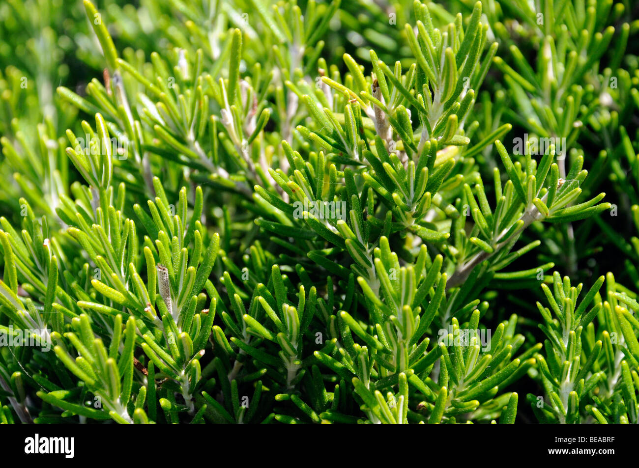 WILDER ROSMARIN Stockfoto