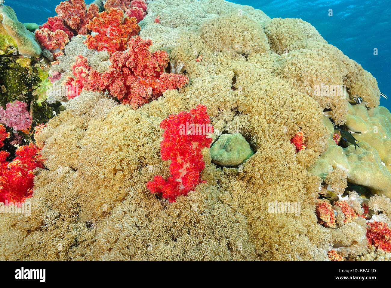 Detail einer weichen Korallen Kolonie, Golf von Aden, Dschibuti Stockfoto
