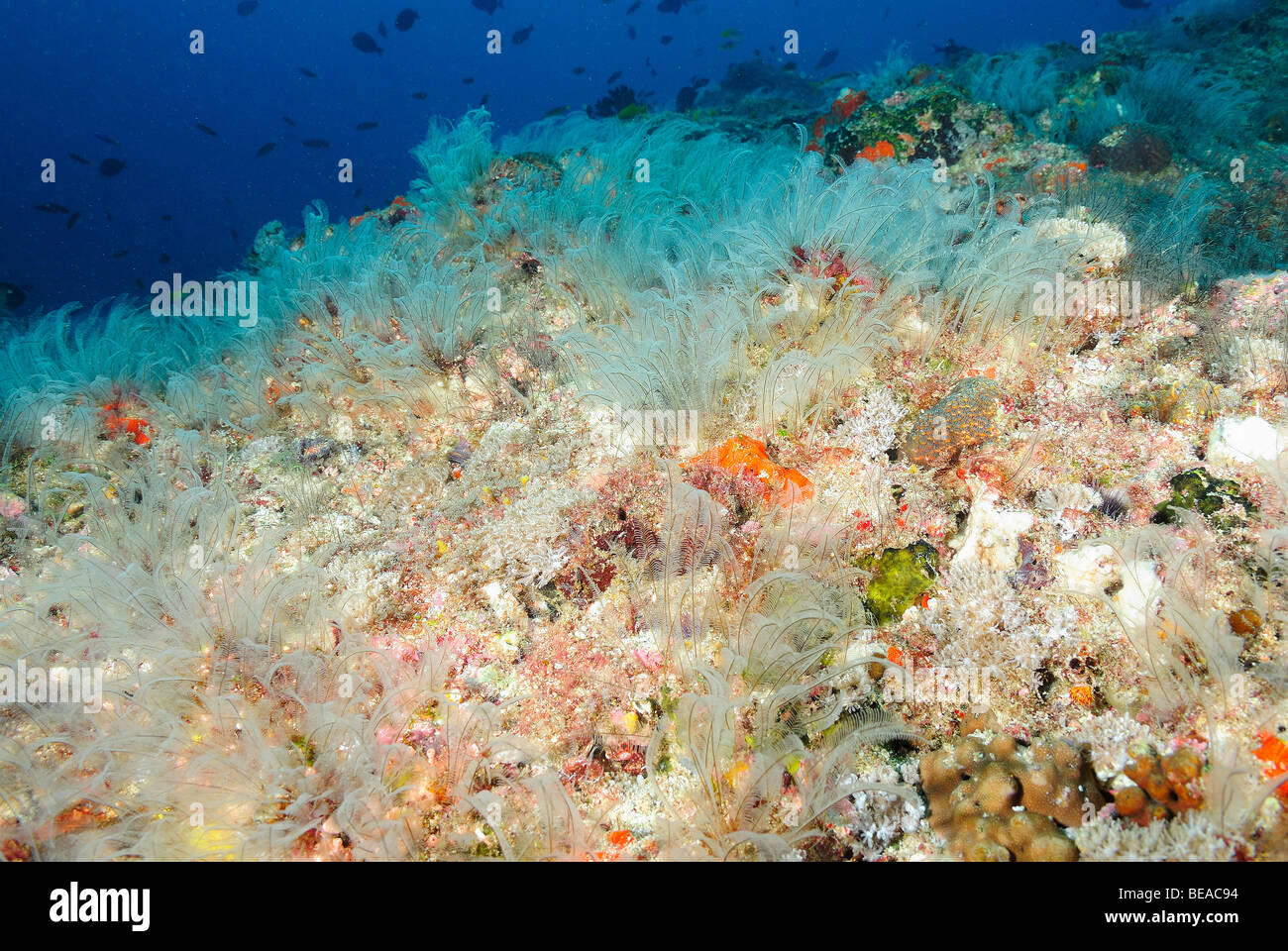 Detail eines Hydrozoan, Golf von Aden, Dschibuti Stockfoto
