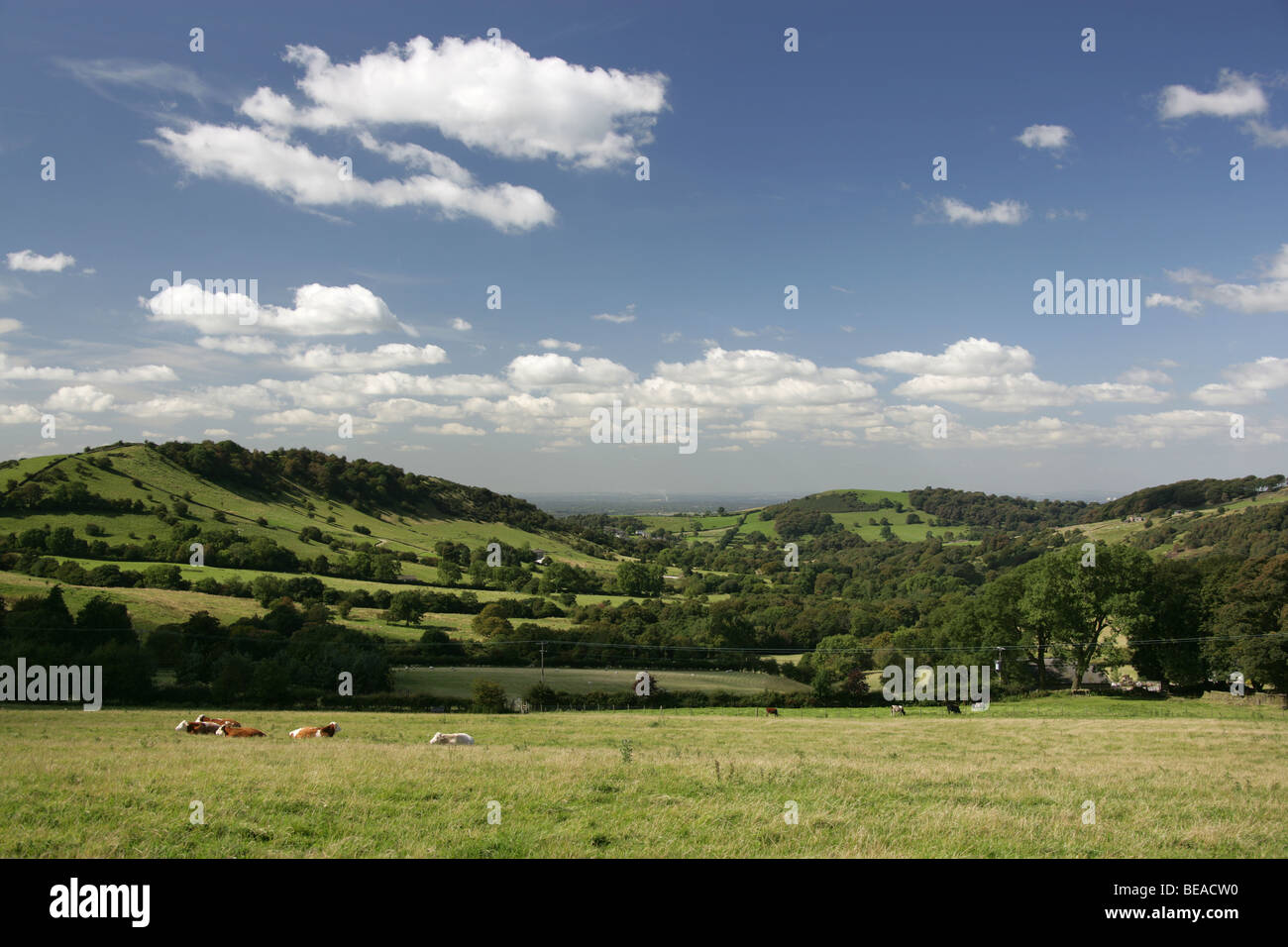 Die East Cheshire Hügel von Macclesfield Road, in der Nähe von Harrop Fold Farm, nach Nordwesten in Richtung Blaze Hill gesehen. Stockfoto