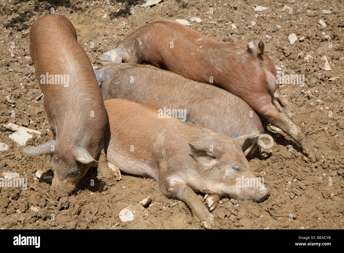 Braune Ferkel draußen im Feld Stockfoto