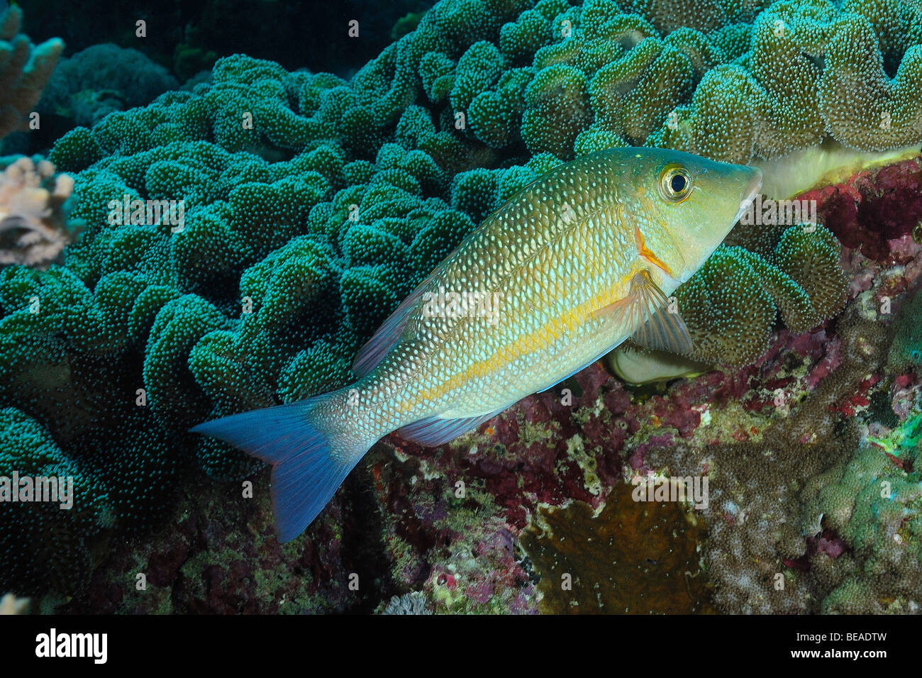 Pearly Monokel Strahl Fisch, Golf von Aden, Dschibuti Stockfoto