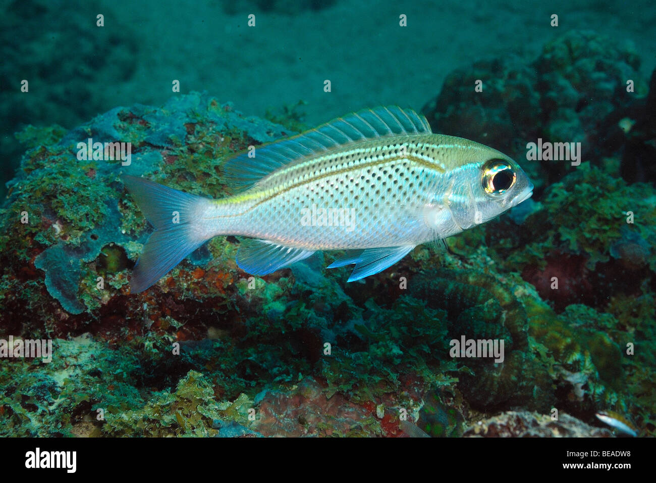 Gezügelt Monokel Strahl Fisch, Golf von Aden, Dschibuti Stockfoto