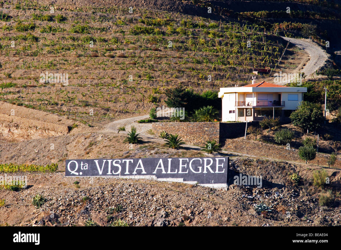 Weinberge Quinta Vista Alegre Douro portugal Stockfoto