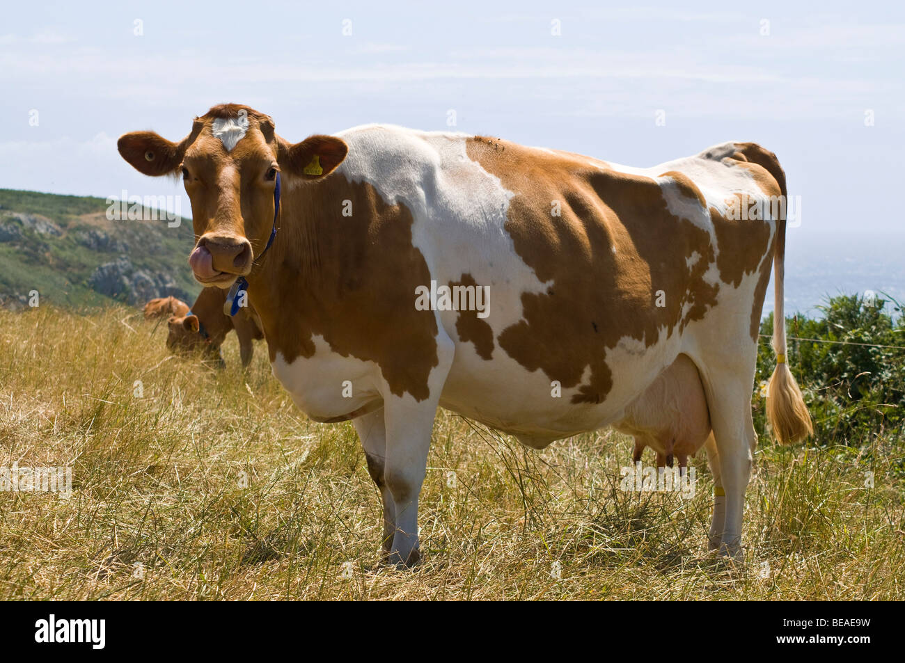 dh Guernsey KUHTIER GUERNSEY Brown und weiße Guernsey Kuh Standing Milchvieh Pedigree ländlichen Feld uk Kühe Landwirtschaft Stockfoto