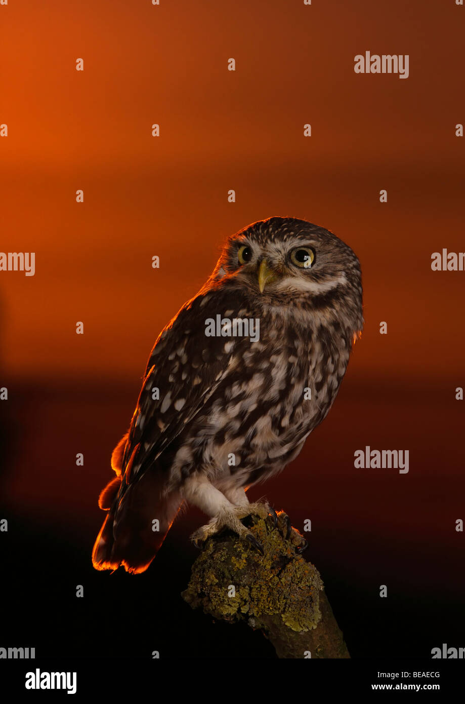 Steinkauz Athene noctua Stockfoto