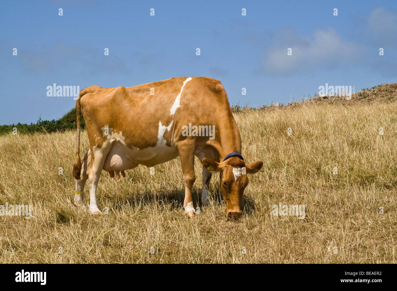 dh Guernsey KUHTIER GUERNSEY Guernsey Kuhmilch Beweidung in Stubbled Field Grass Vieh ländliche Landwirtschaft Stockfoto