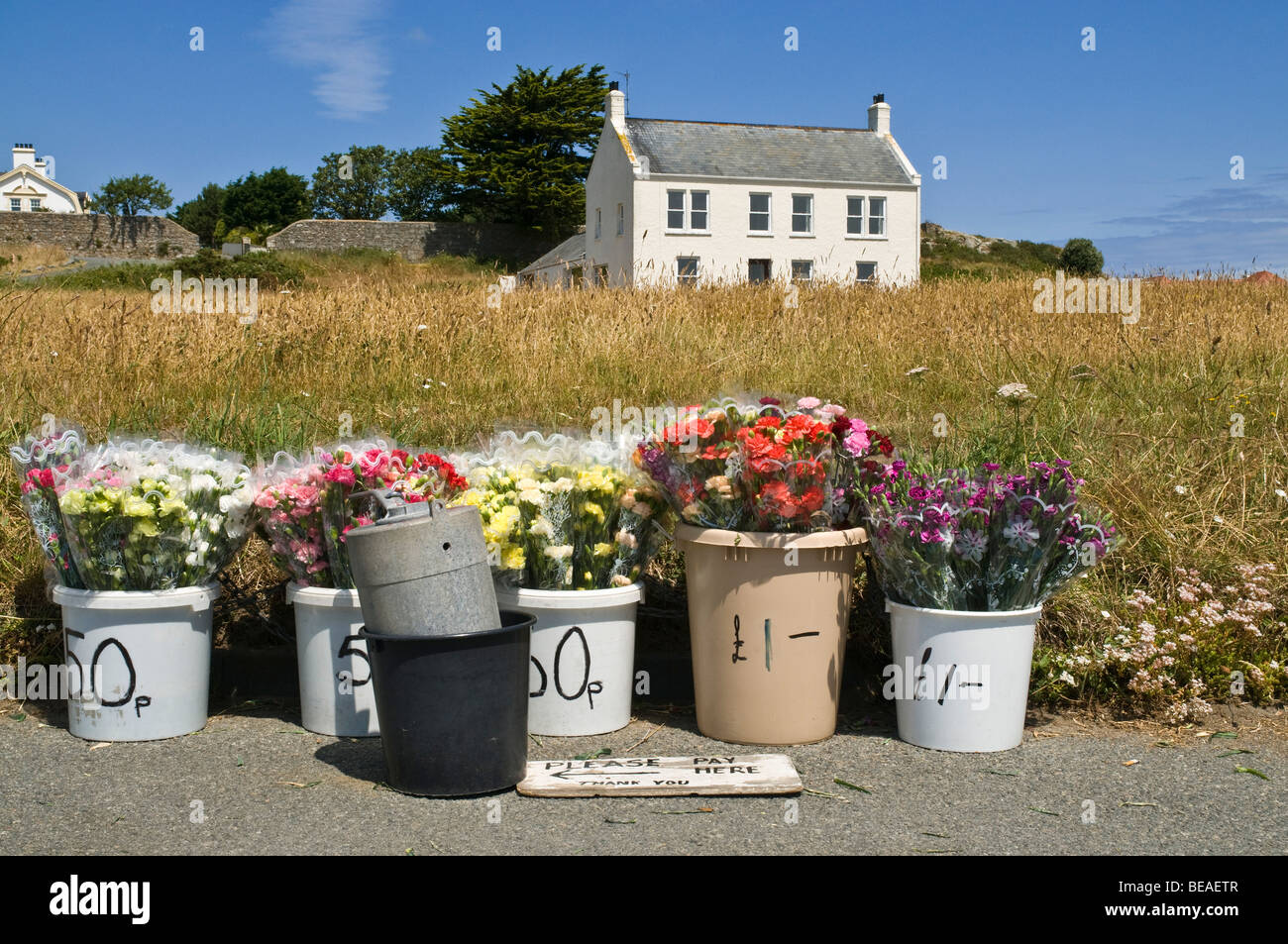 Dh Vale, Guernsey lokale Hedge Verkaufsstände Blumensträuße in Guernsey Blume Abschaltdruck Stockfoto